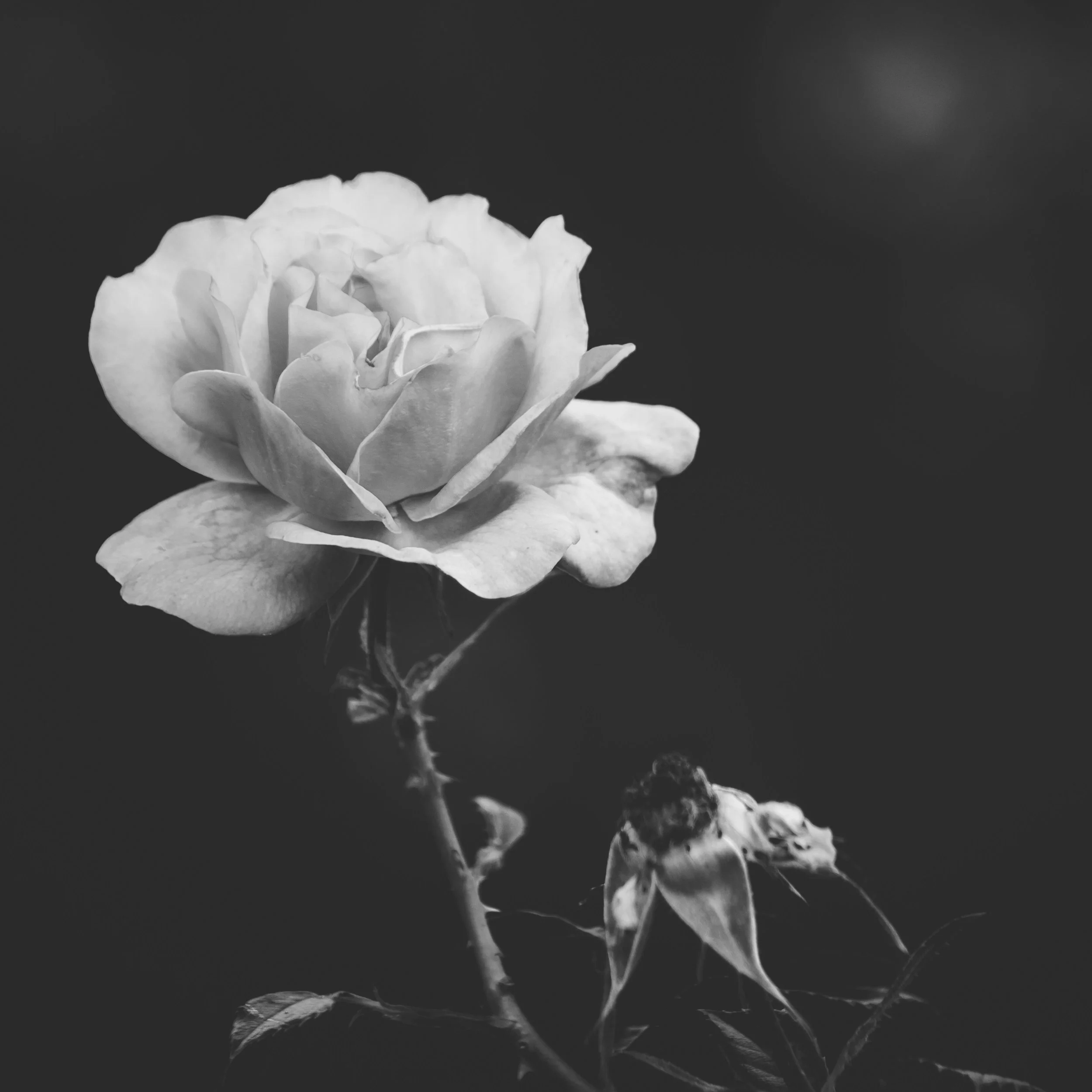A black and white close-up photograph of a flower in full bloom with layered petals against a dark background.
