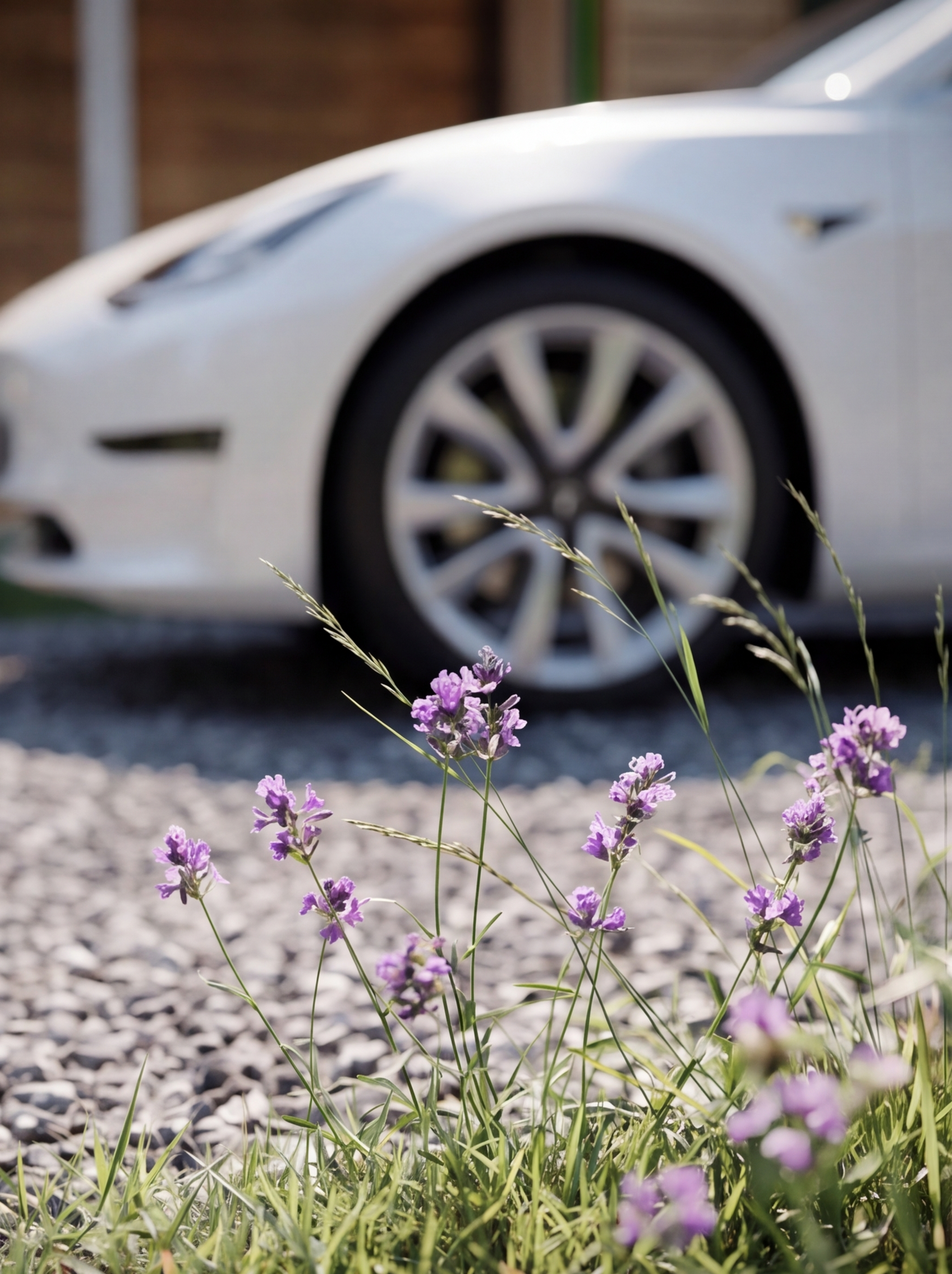 Close-up of purple flowers and green grass in the foreground with a white car and blurred background.
