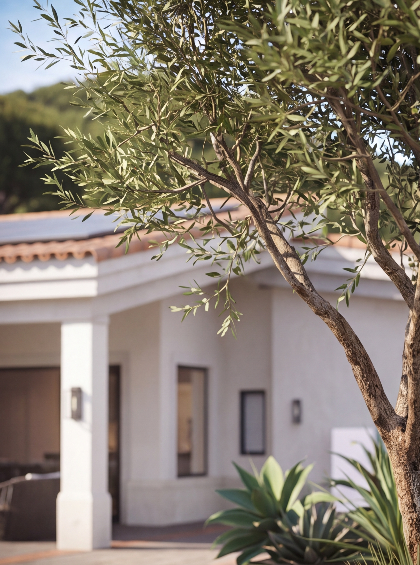 Close-up view of a tree with green leaves in front of a house with a white exterior, windows, and a roof with brown tiles.