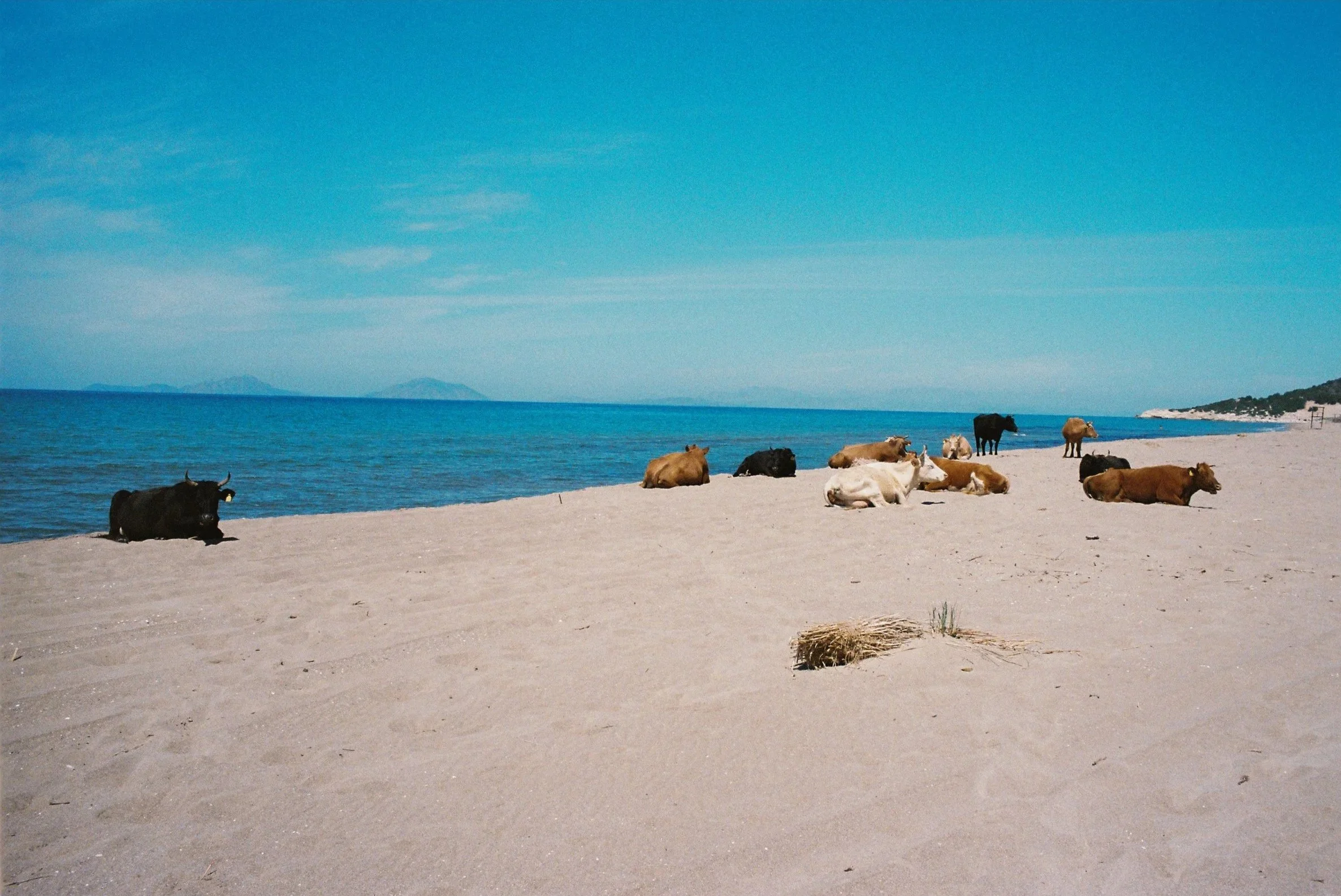 R1-09059-017A.jpg
