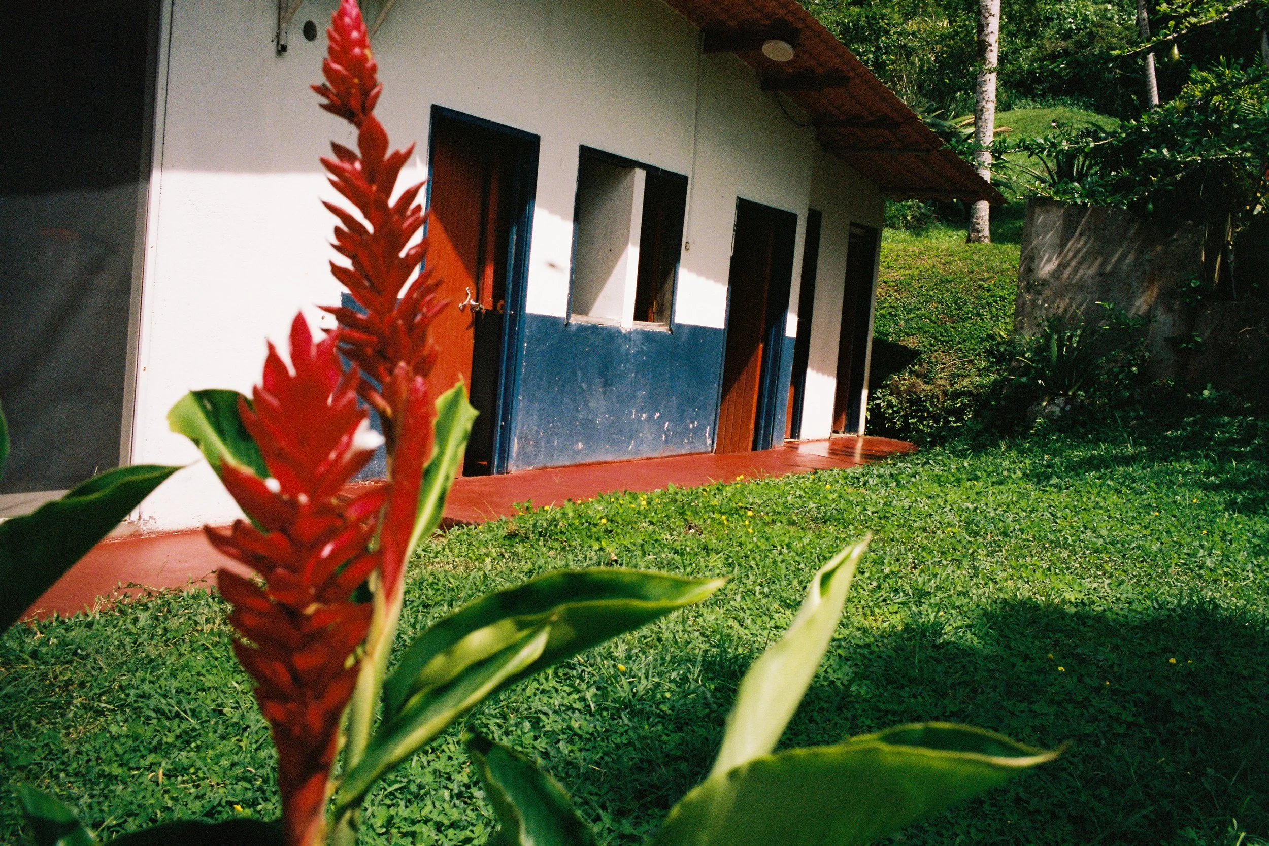 La flor.jpg