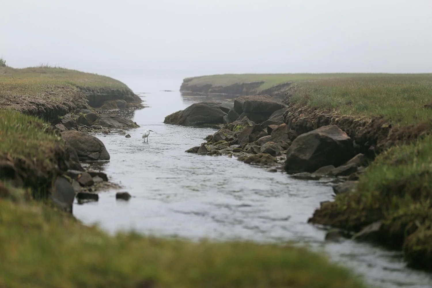 A small river or stream flowing between grassy green banks with rocks along the sides, a white bird standing in the water, and a foggy or overcast sky in the background.