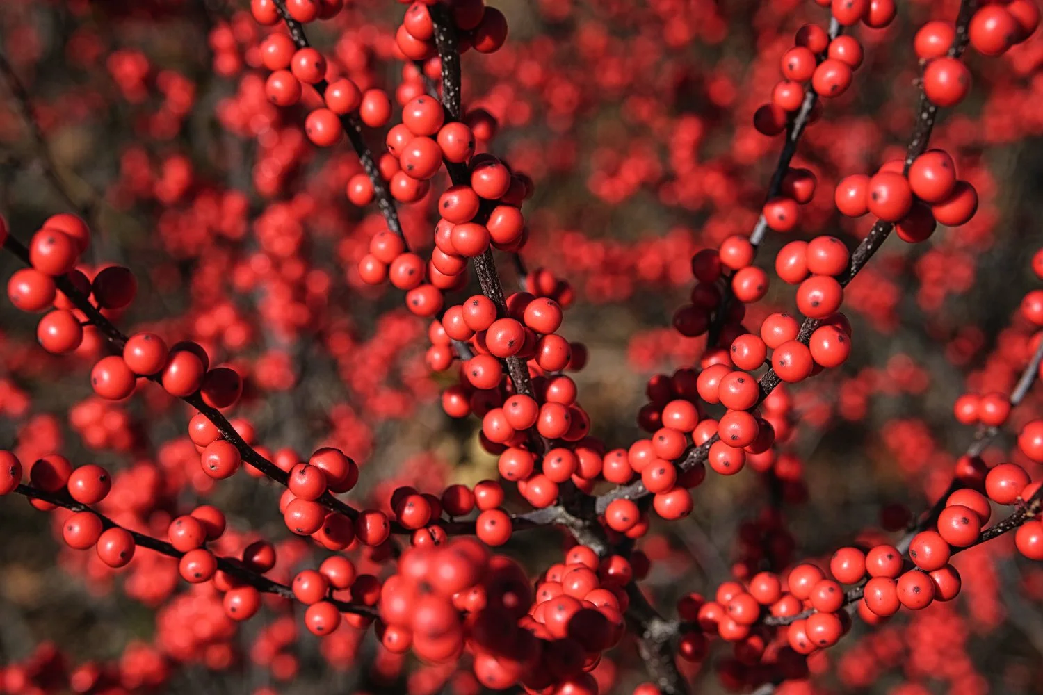 Close-up of red berries growing on dark branches, with a blurred background.