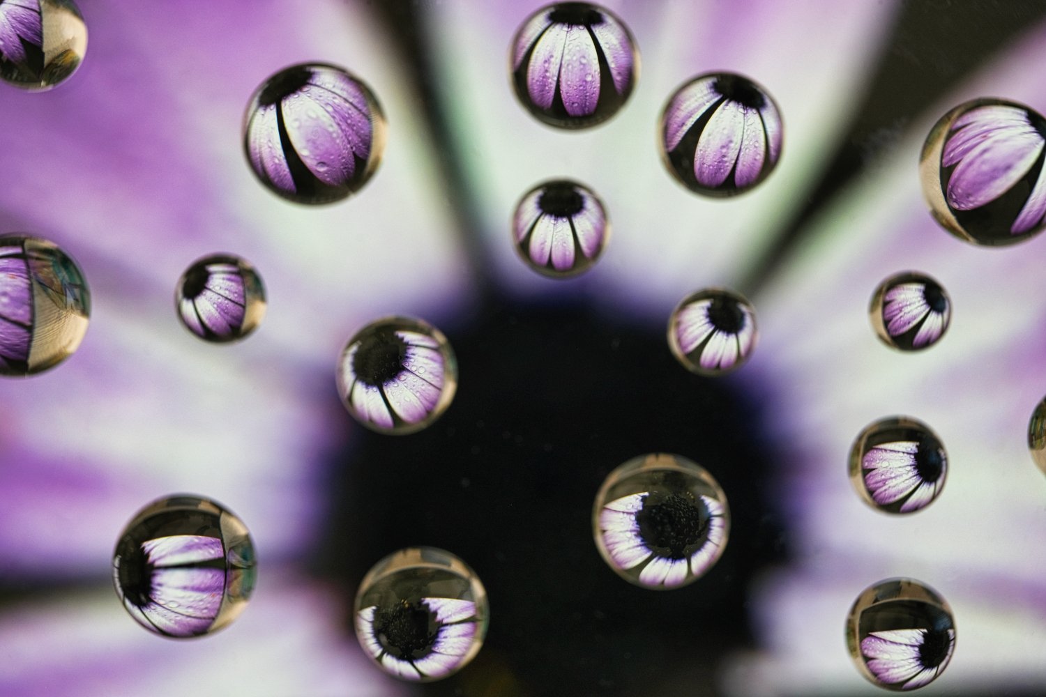Close-up of purple flower petals with water droplets reflecting the petals and dark center of the flower.