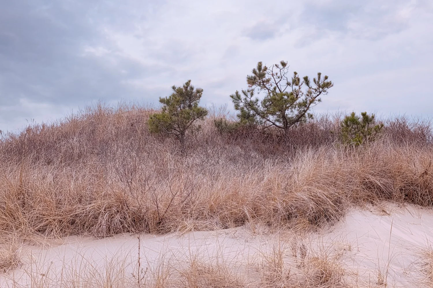Sand dunes with dry grass and small pine trees under a cloudy sky.