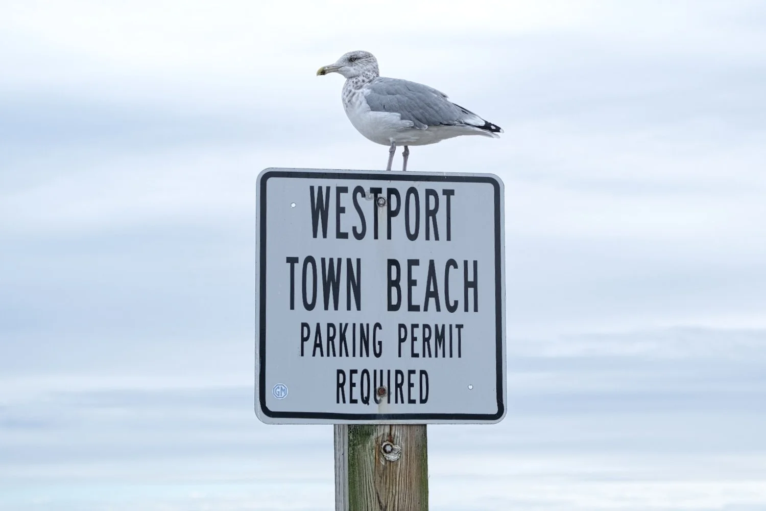 A seagull standing on top of a sign that reads "Westport Town Beach Parking Permit Required," with a cloudy sky in the background.