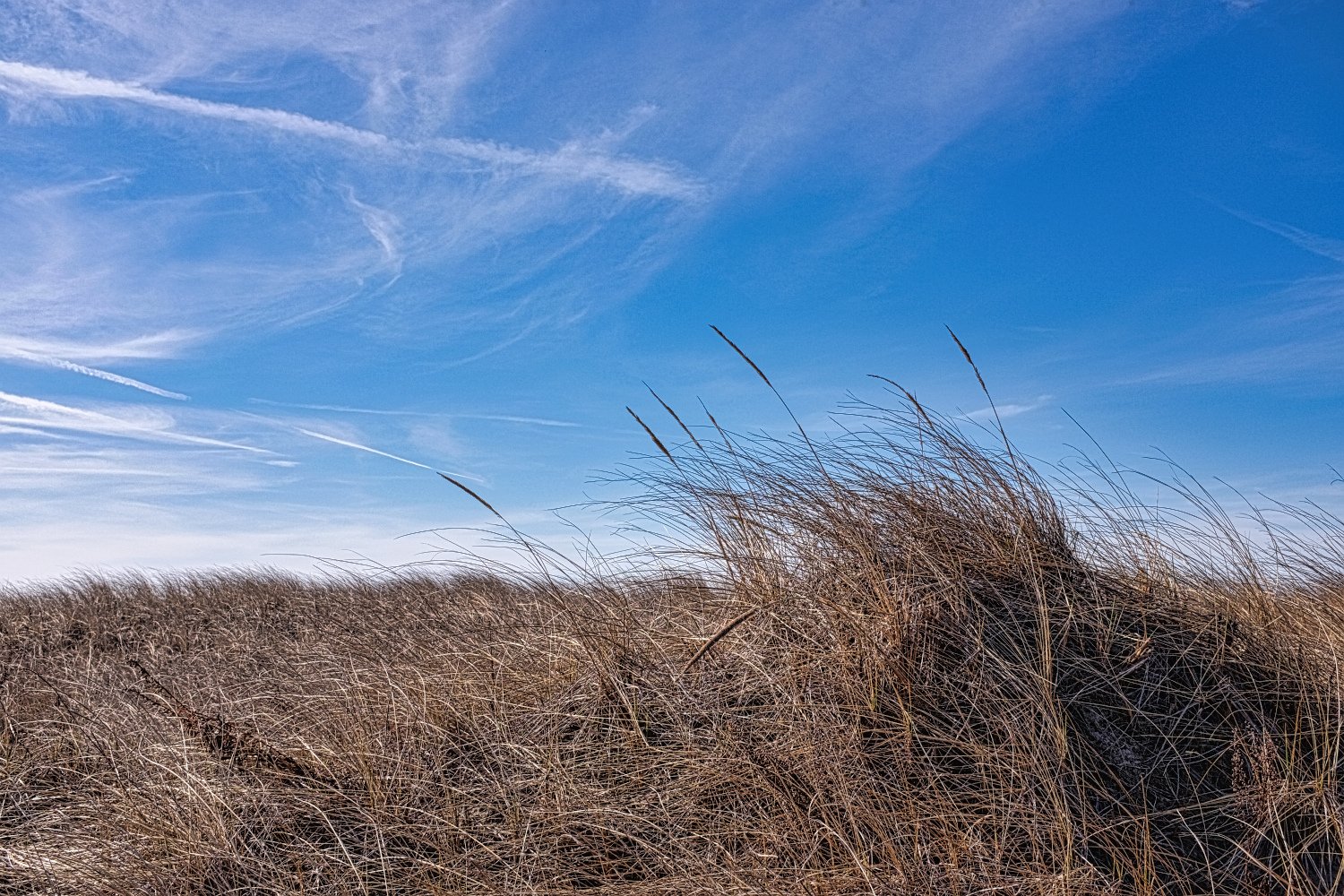 Dry grass on a hill with a bright blue sky and wispy clouds.