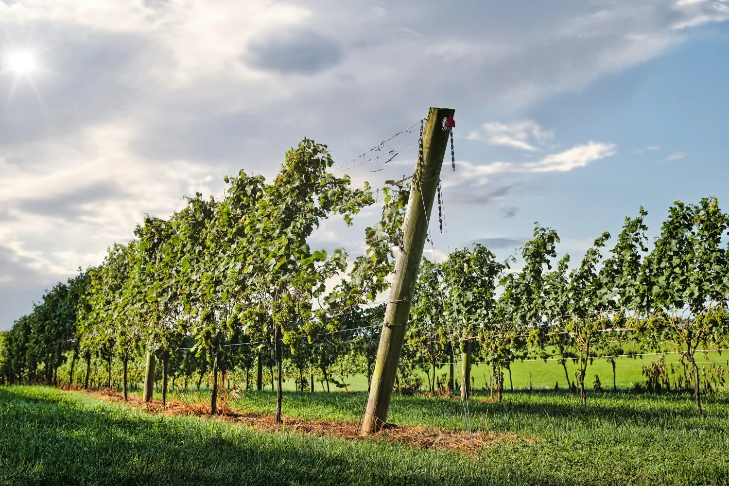 Vineyard with grapevines supported by wooden posts and wires, set in a lush green field under a partly cloudy sky with sunlight.