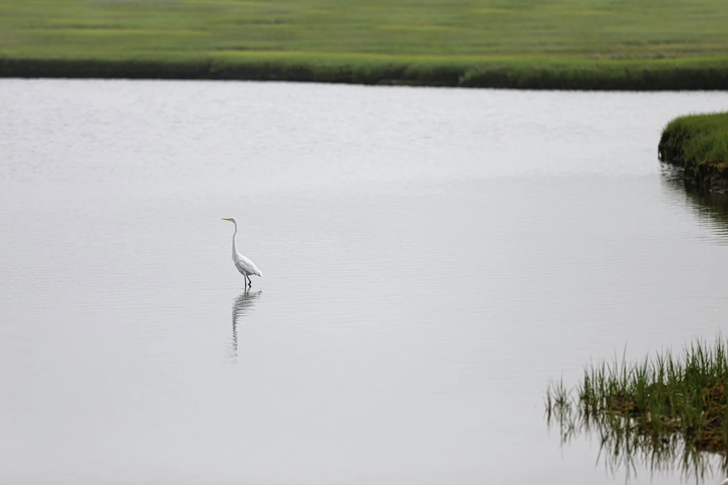 A white heron standing in shallow water near a grassy shoreline, with a reflection visible in the water, under an overcast sky.
