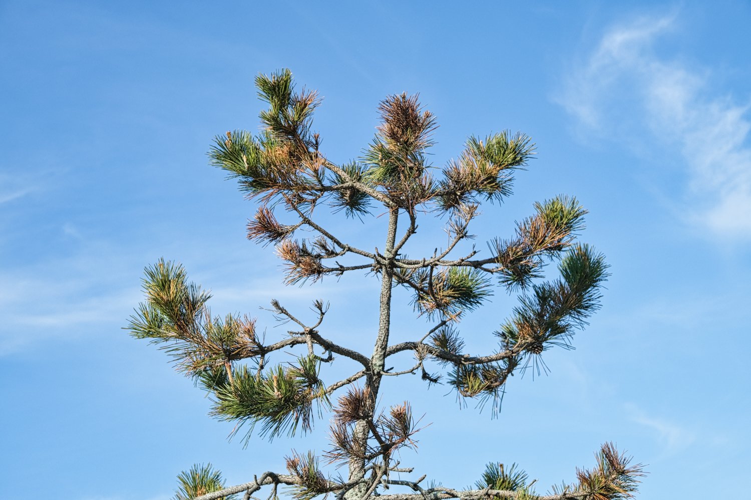 A pine tree with sparse green and brown needles against a clear blue sky.
