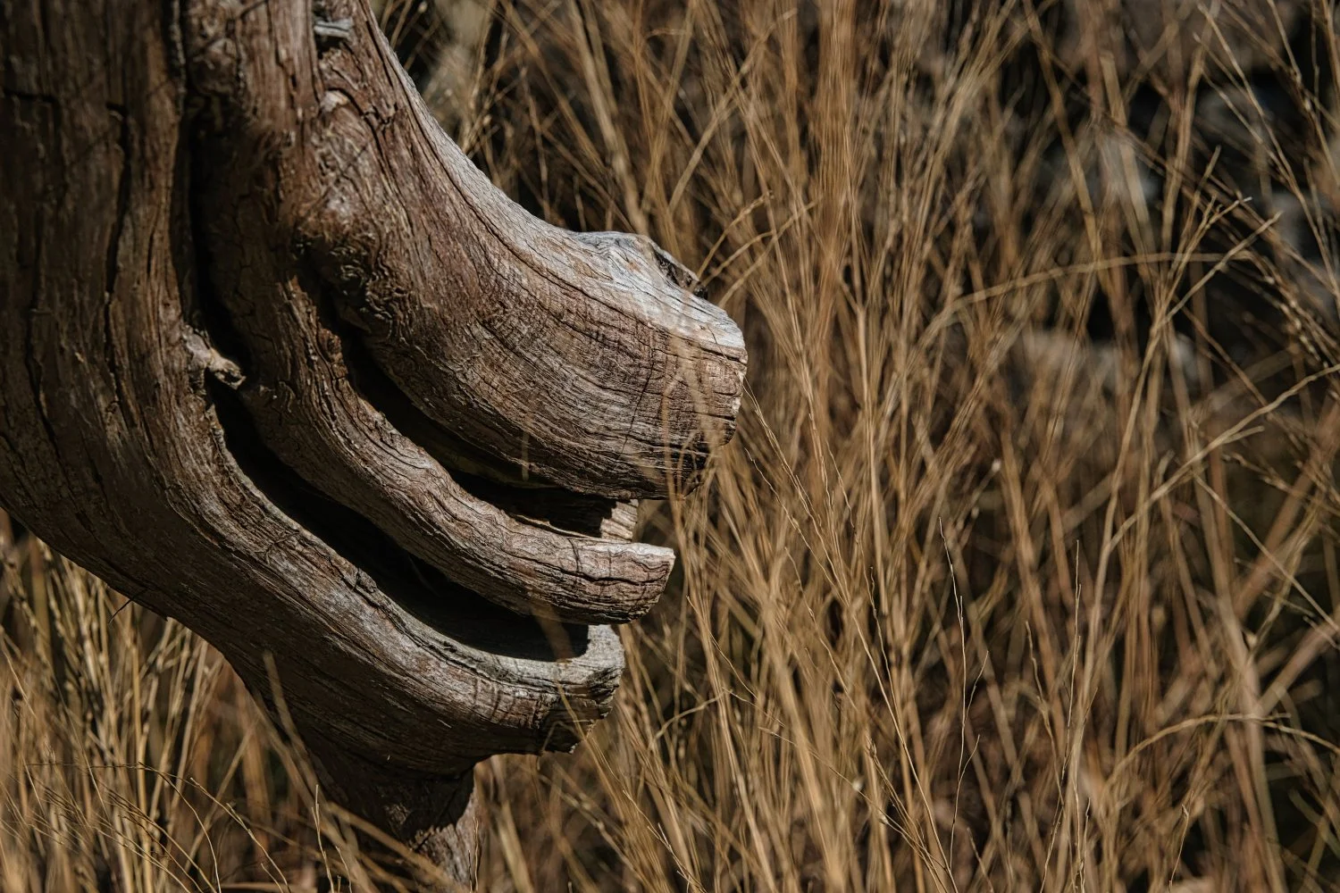 Close-up of a large, weathered tree trunk with a sculpted, curved shape amidst dry, brown grass.