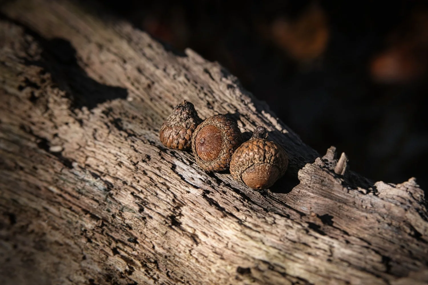 Three acorns resting on a weathered, textured section of a fallen tree trunk.