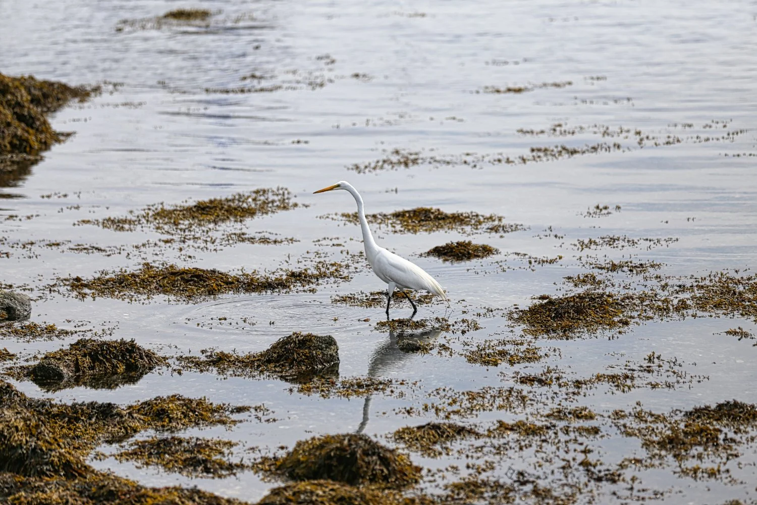 A great egret walking in shallow water along a shoreline with rocks and seaweed.