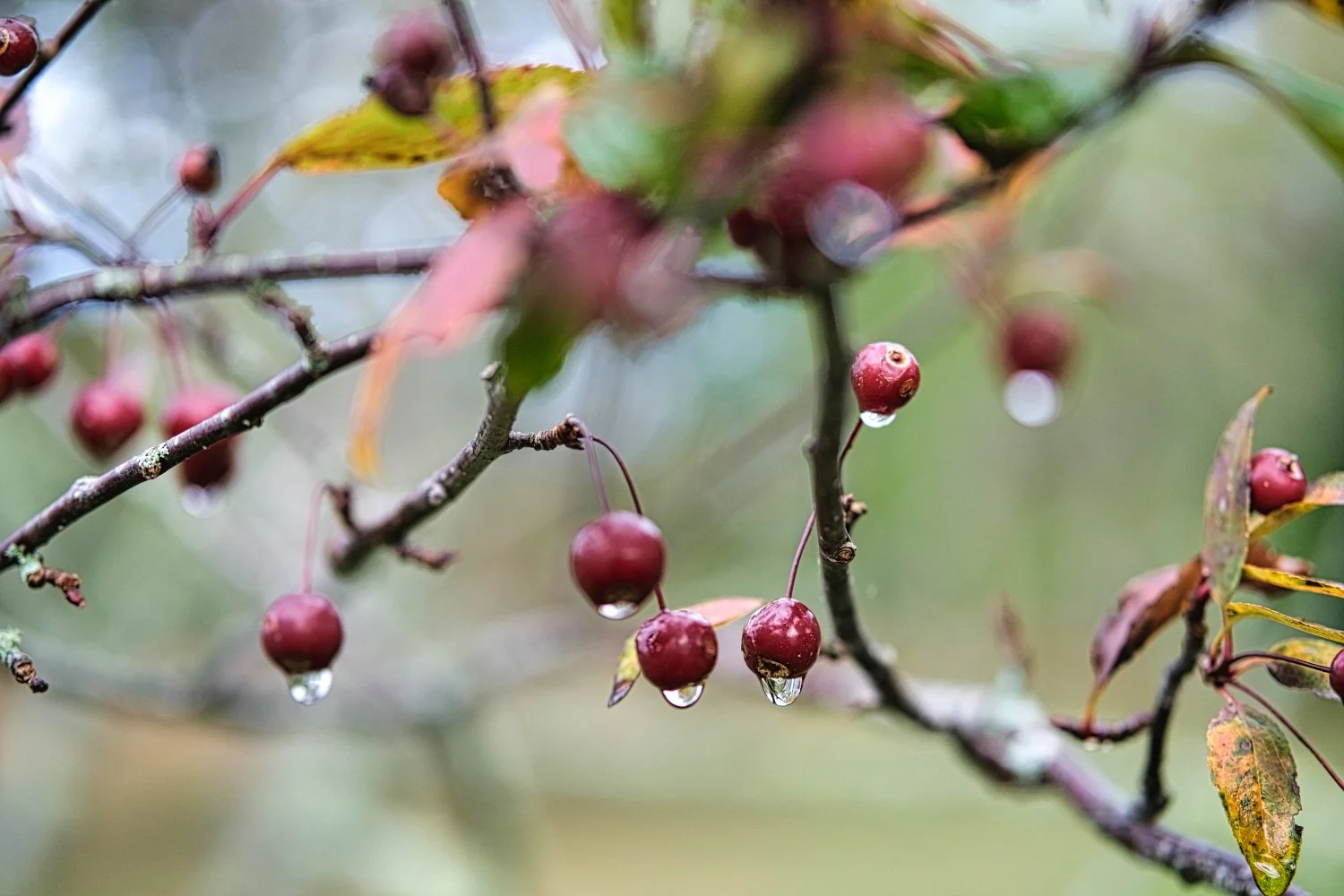 Close-up of a tree branch with red berries and water droplets on some berries and leaves, in a natural outdoor setting.