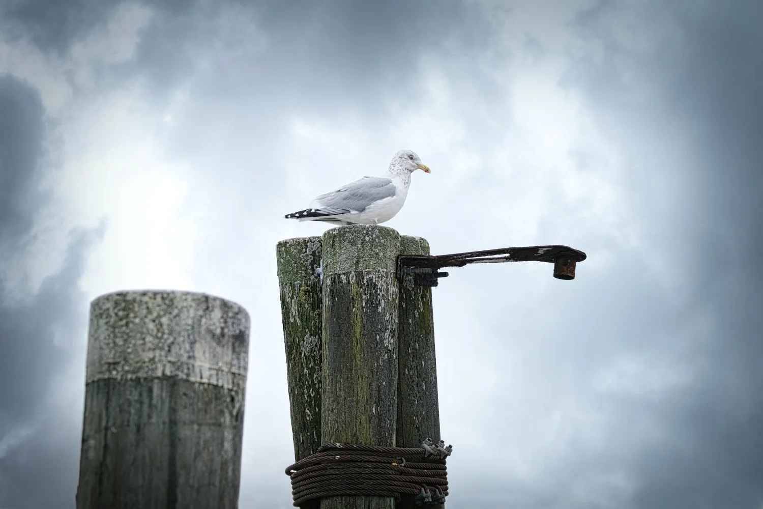 Seagull perched on weathered wooden piling with rusty metal bracket against cloudy sky.