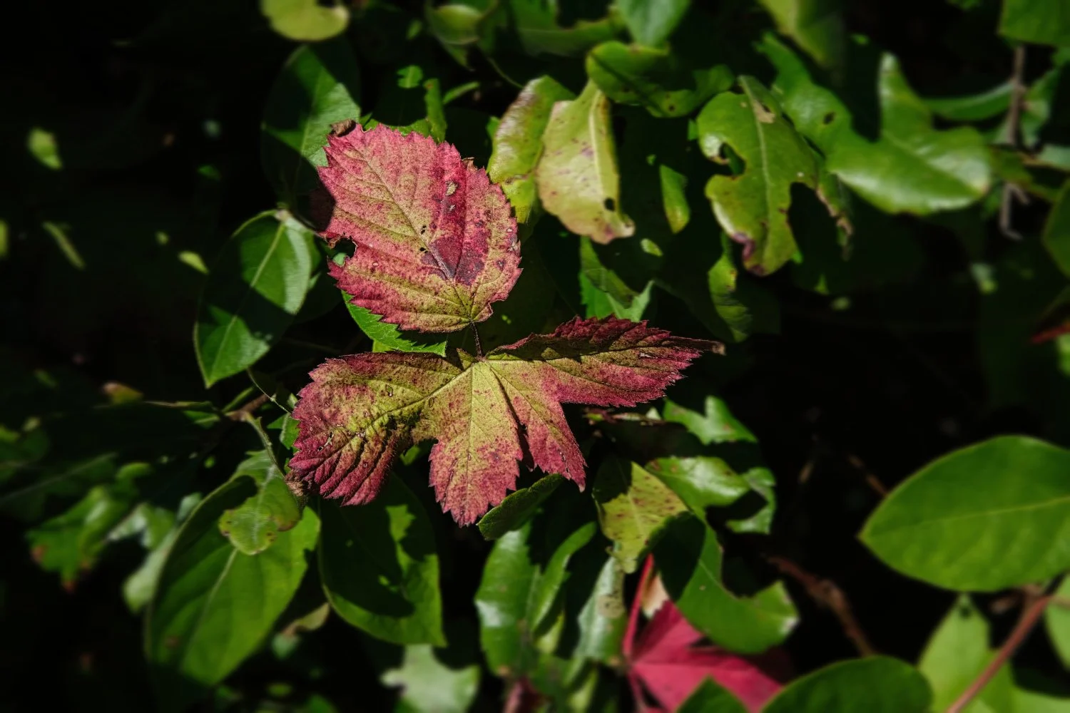 Close-up of mixed green and red leaves on a bush, some leaves with holes and discoloration.