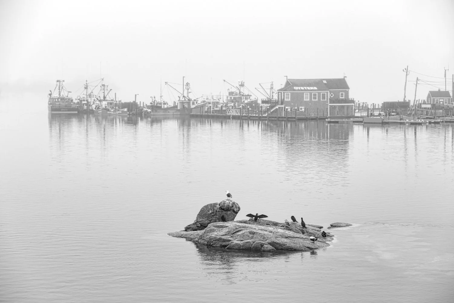 A calm body of water with a small rocky island in the foreground, occupied by seabirds including a seagull and cormorants. In the background, there is a dock with boats and a building labeled "Oysters," with foggy weather reducing visibility.