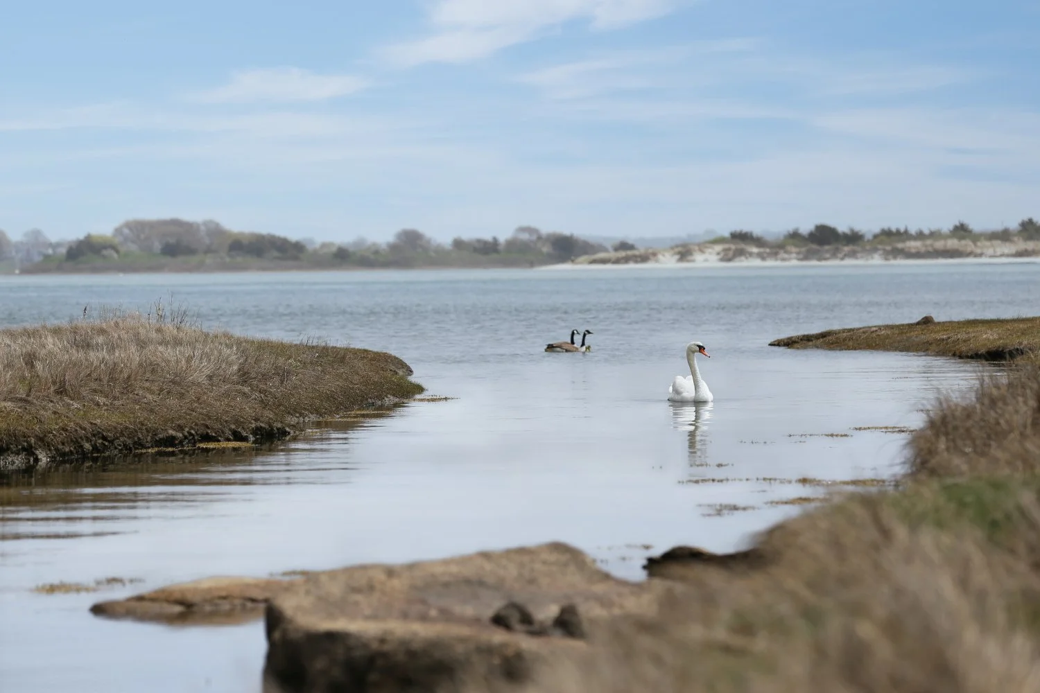 A nature scene of a calm body of water with two birds, a swan and a goose, swimming near small patches of grass and rocks. The background shows more land and trees under a partly cloudy sky.