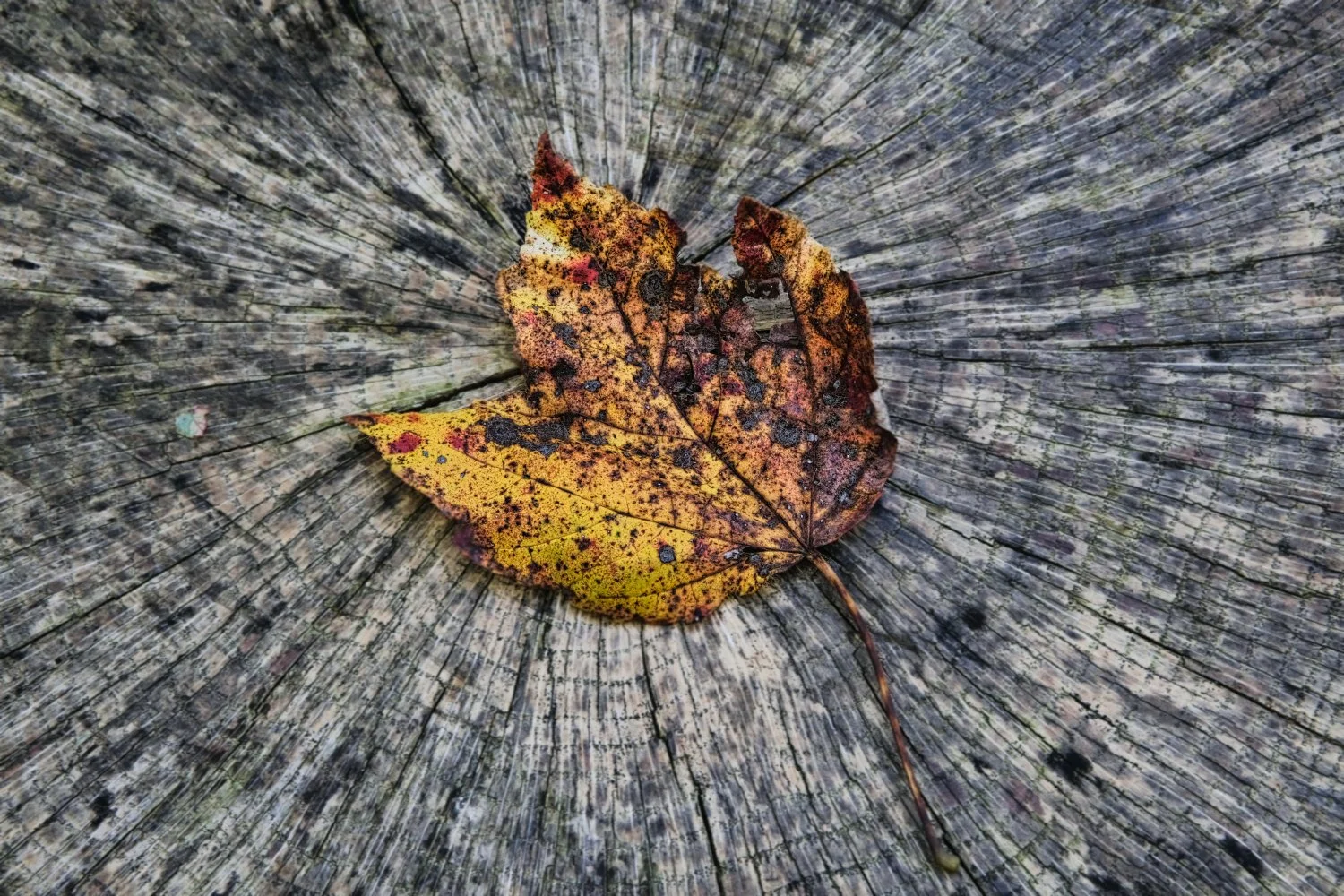 A colorful autumn leaf with yellow, brown, and red spots resting on weathered gray wood.