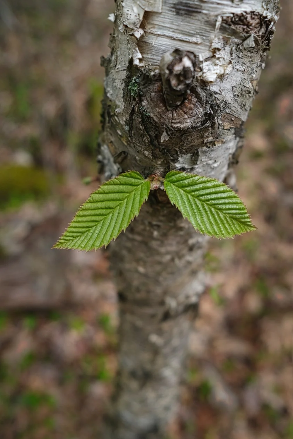 Close-up of a small green leaf sprouting from a tree trunk with rough, peeling bark.
