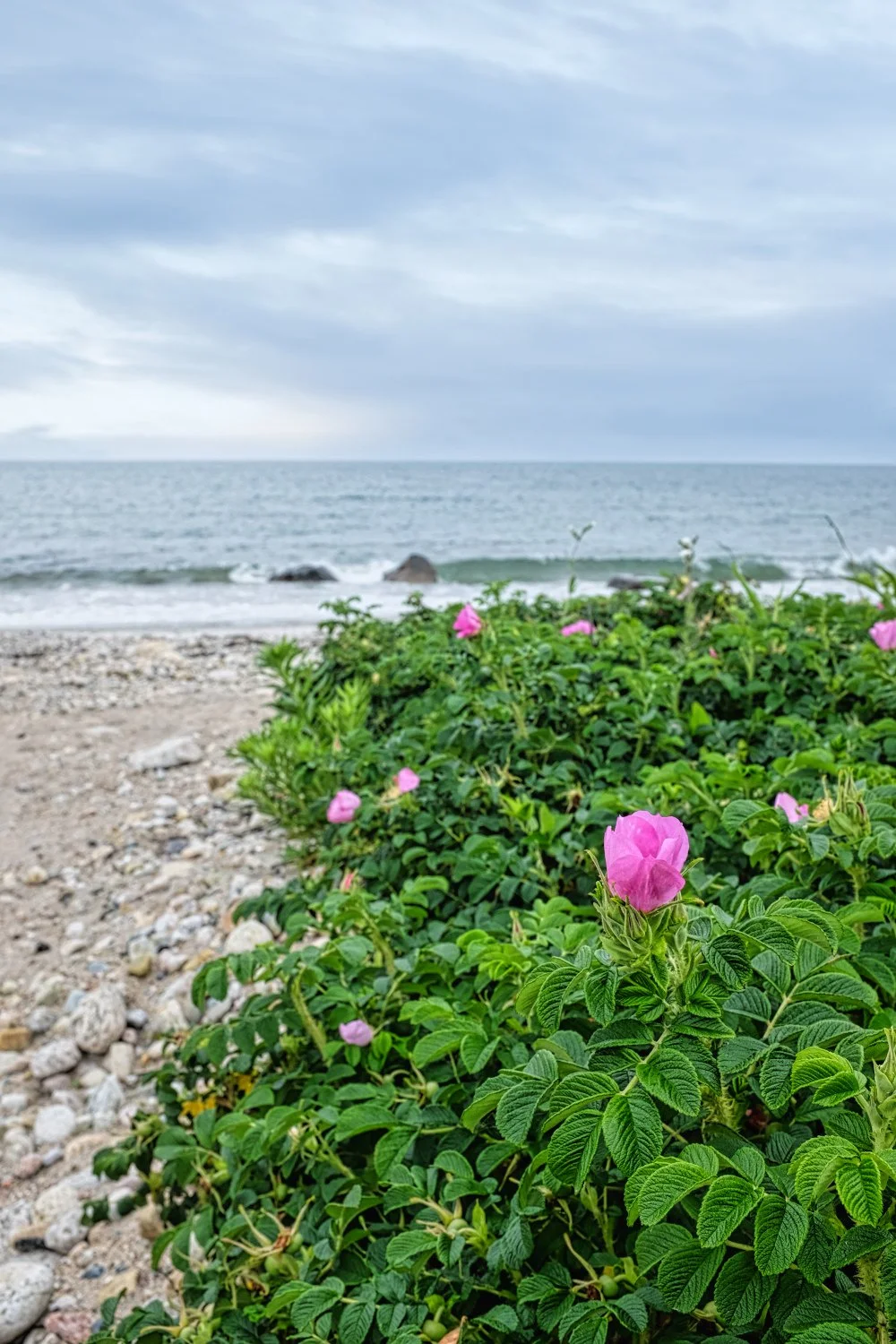 Pink flowers with green leaves on a beach, with rocks and the ocean in the background under a cloudy sky.