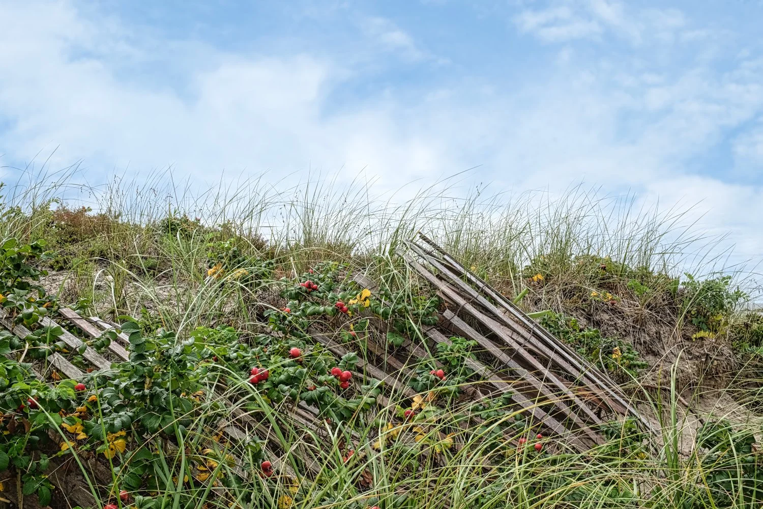 Beach dune with green grass, wildflowers, and an old wooden ladder leaning against the sand dune, under a partly cloudy sky.