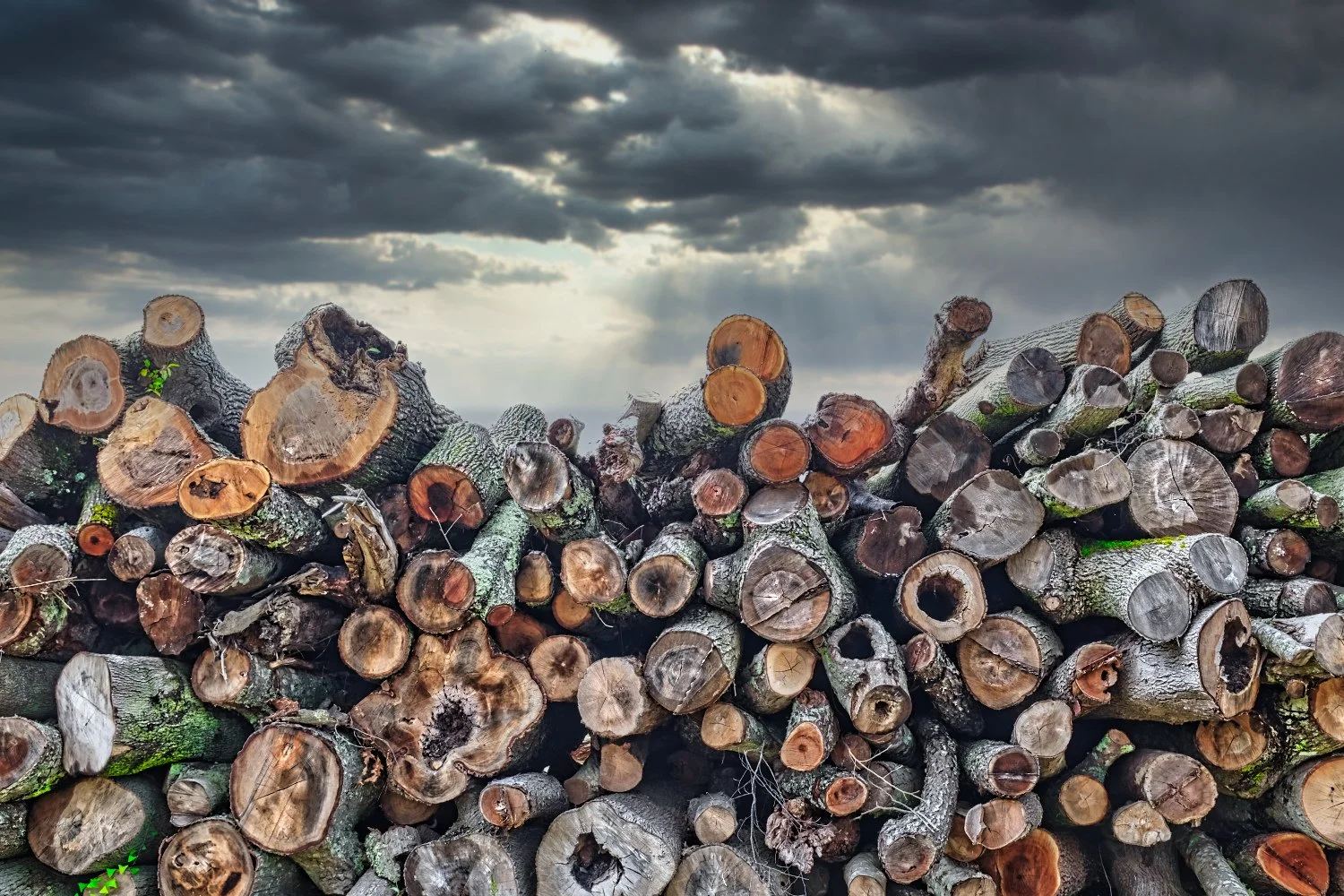 A large pile of cut logs stacked together with dark storm clouds overhead.