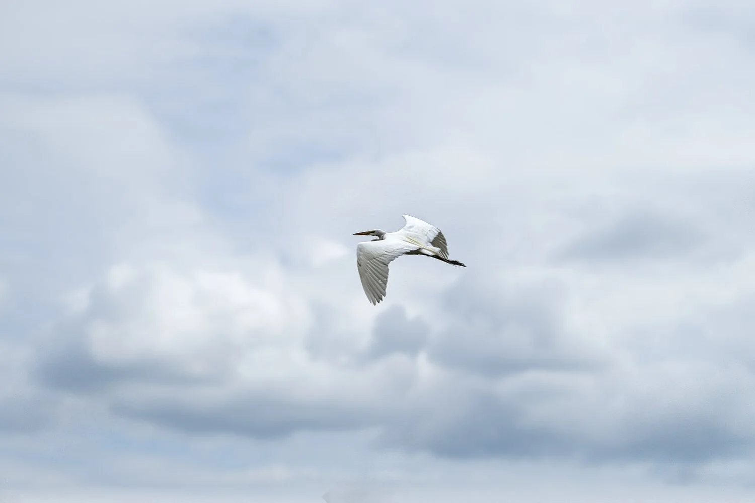 A white bird flying in a cloudy sky.