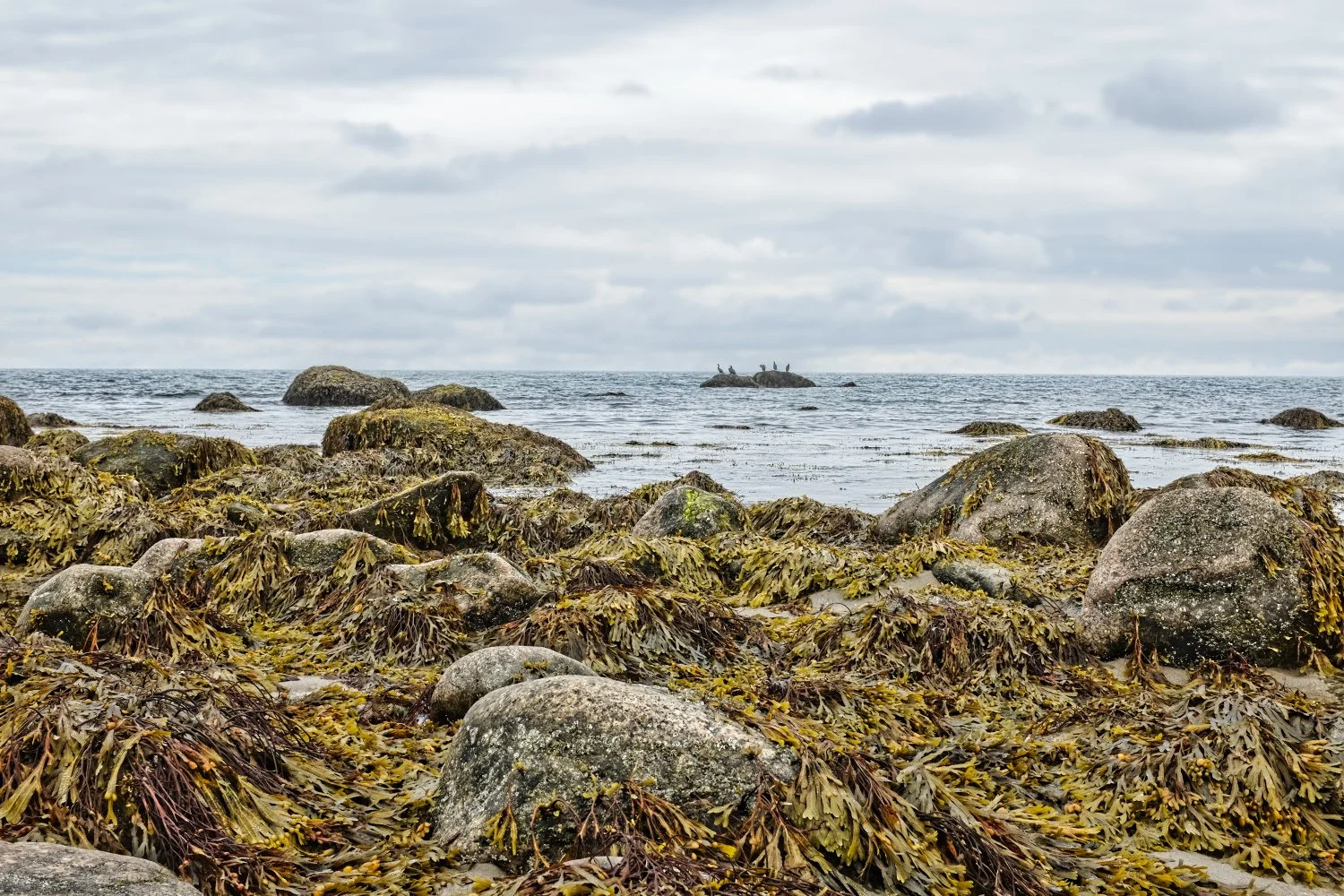 Rocky beach with seaweed-covered stones, cloudy sky, and seabirds on rocks in the distance