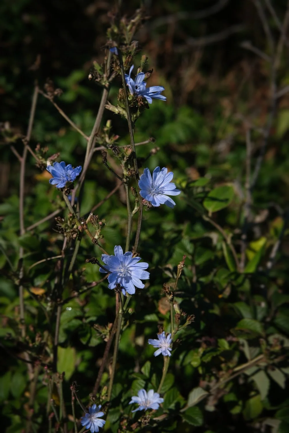 Blue wildflowers growing among green foliage in sunlight.