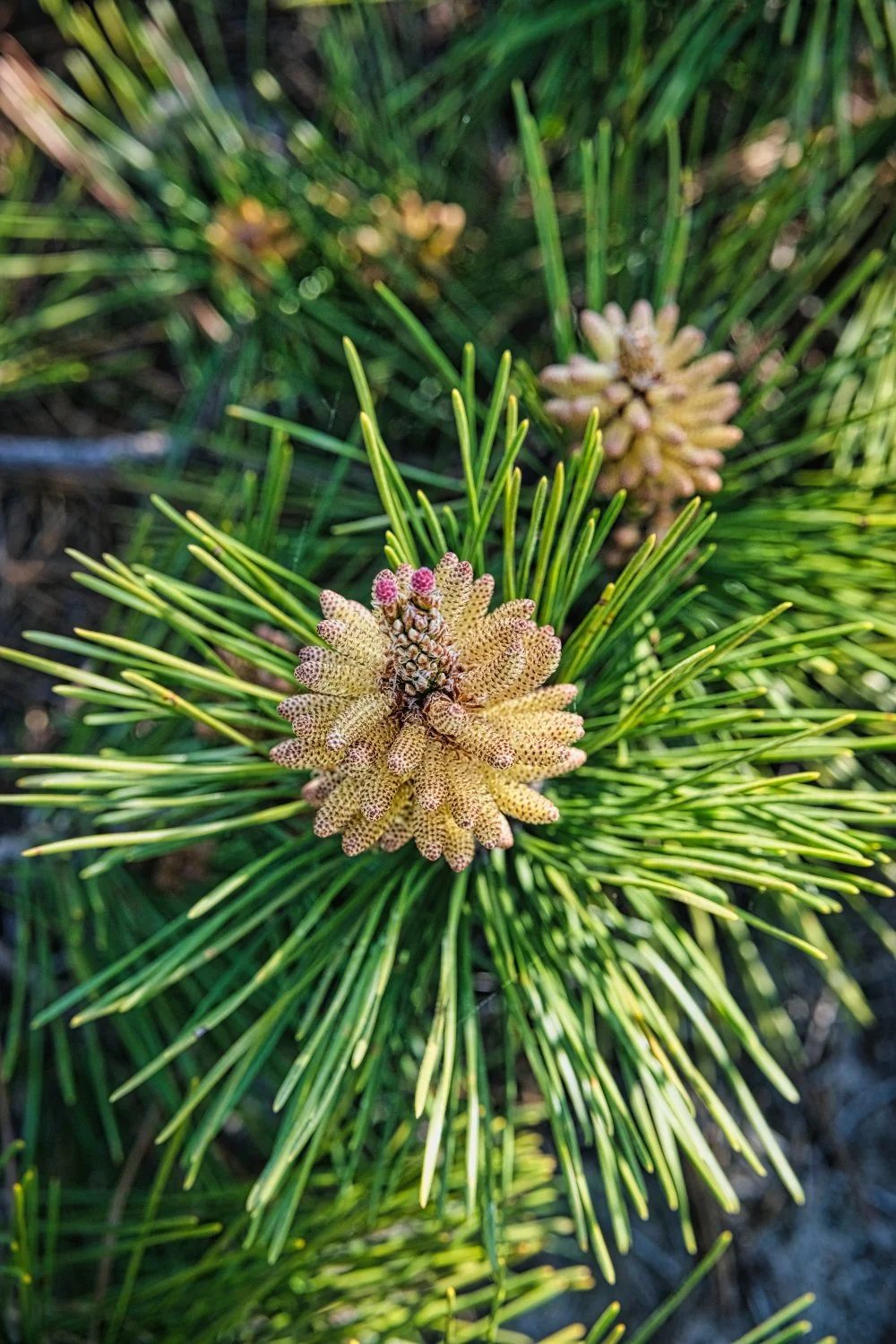 Close-up of a pine tree branch with young pine cones and green needles.