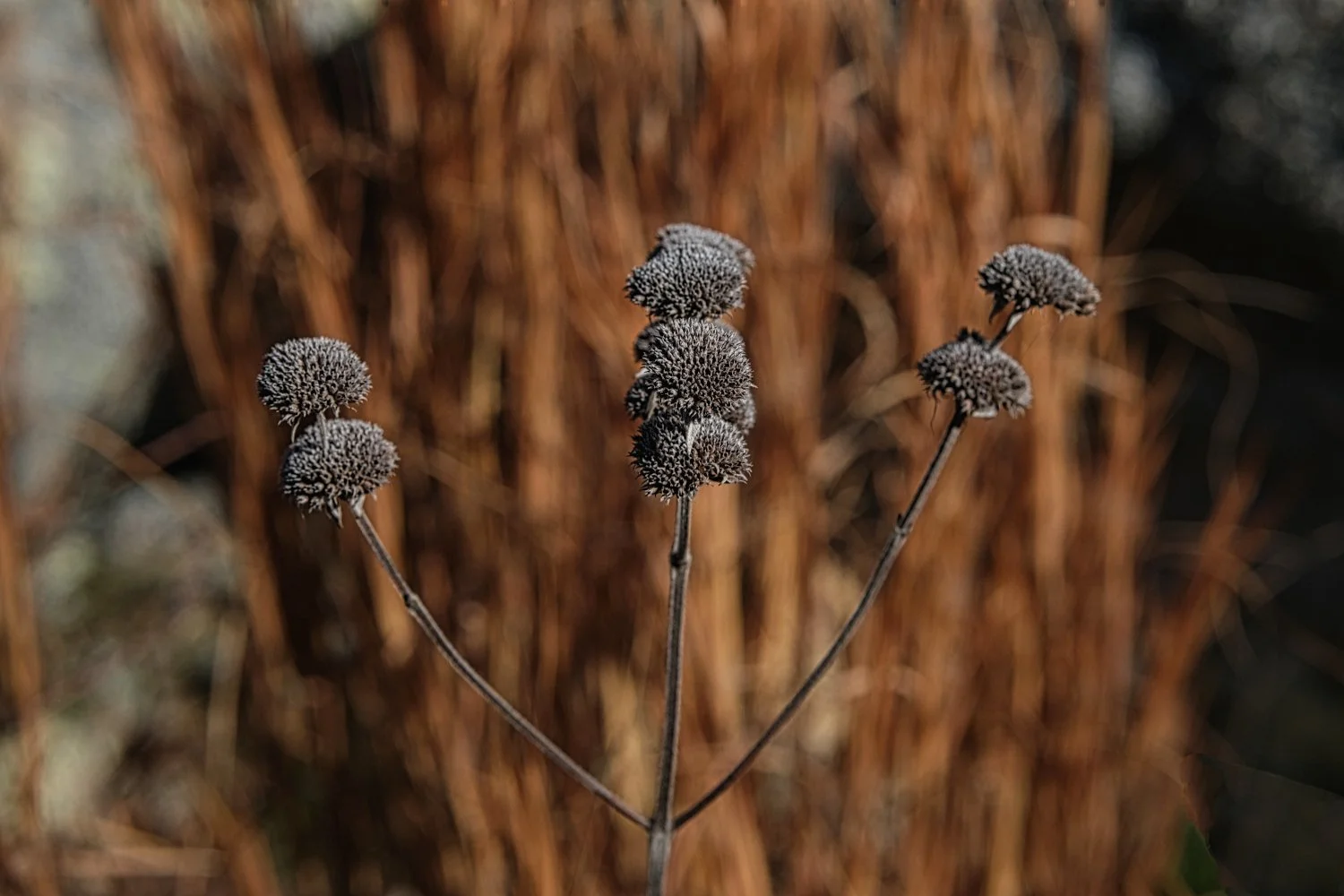 Dry, brown plant with multiple seed heads on thin stems against a blurred background of similar dried plants.
