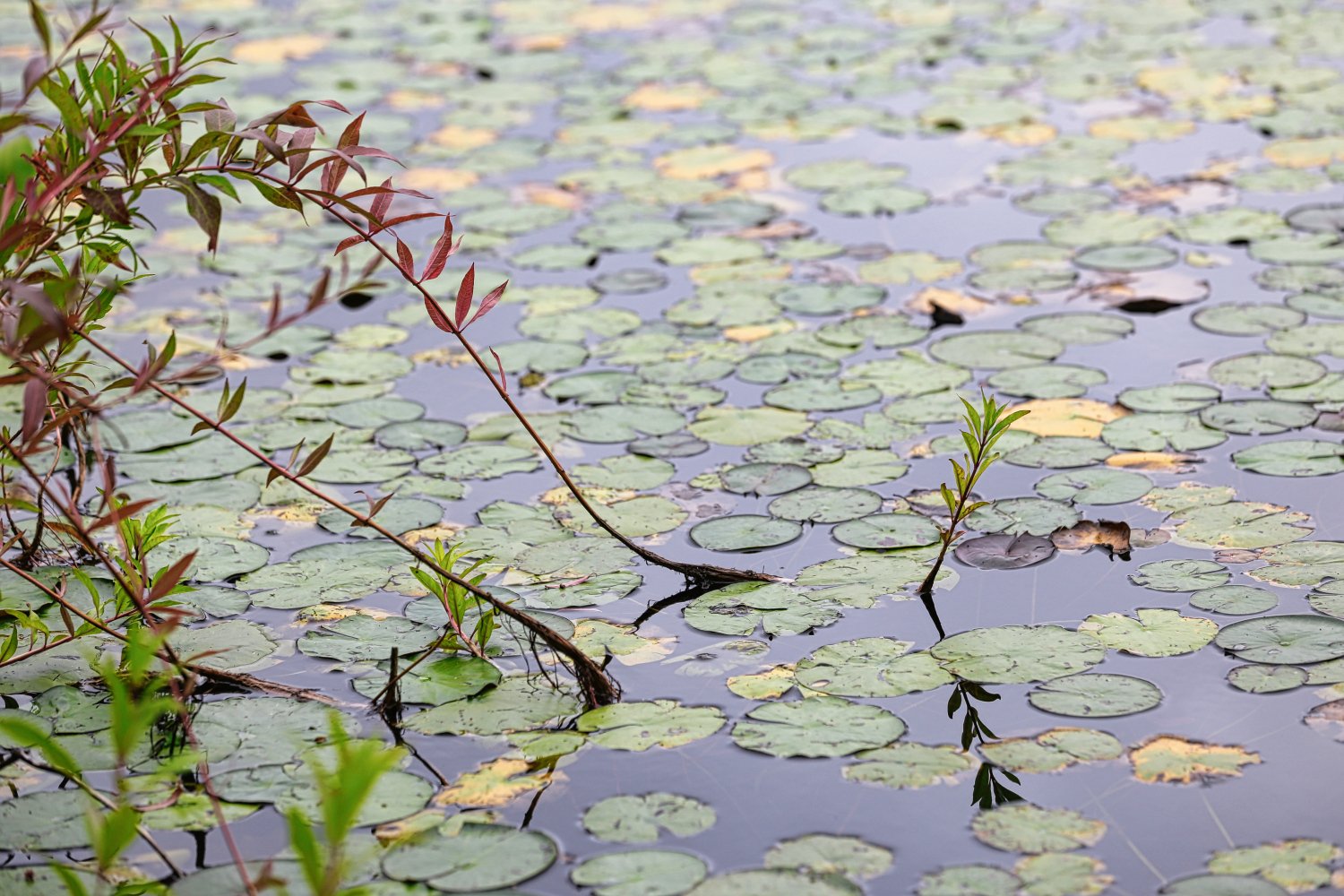 Water surface covered with green lily pads and small plants growing among them, with some leaves turning yellow.