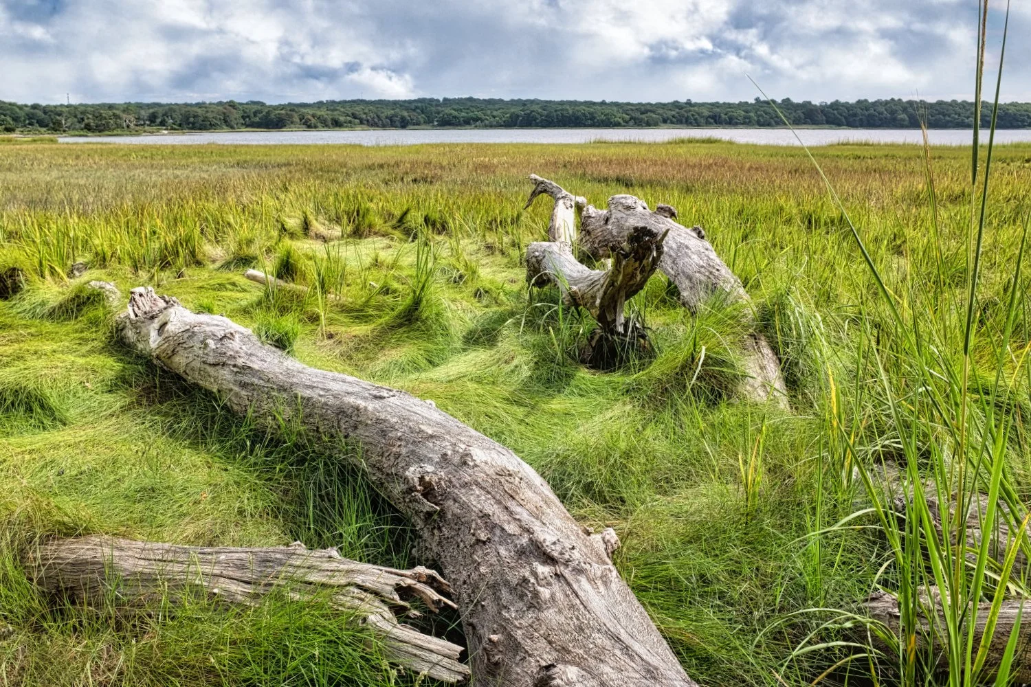 A marshland with fallen tree logs lying on green grass, near a body of water with a forested area in the background and a cloudy sky overhead.