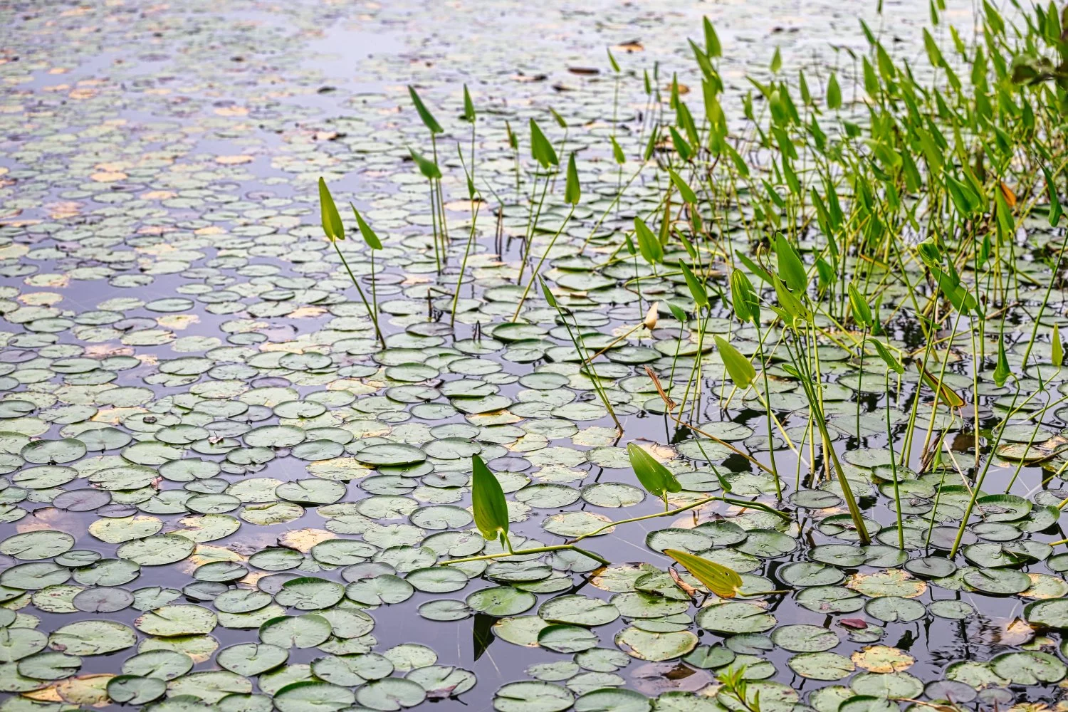 Aquatic scene with numerous lily pads and green plant stems emerging from the water.
