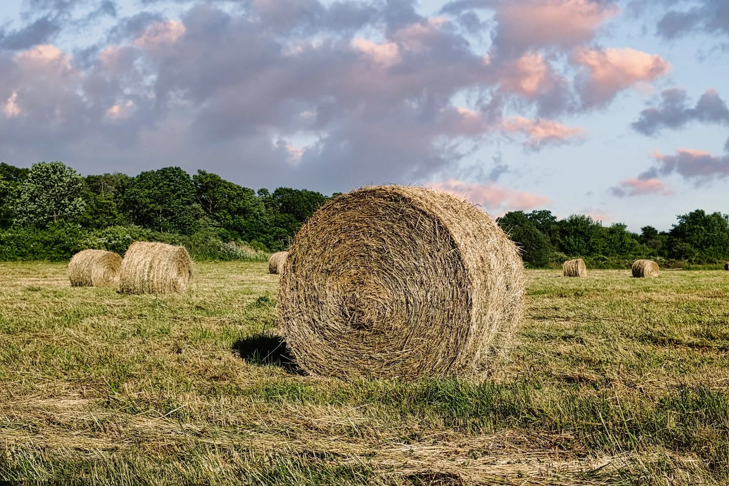 A field with several large round hay bales, green trees in the background, under a sky with pink and gray clouds.