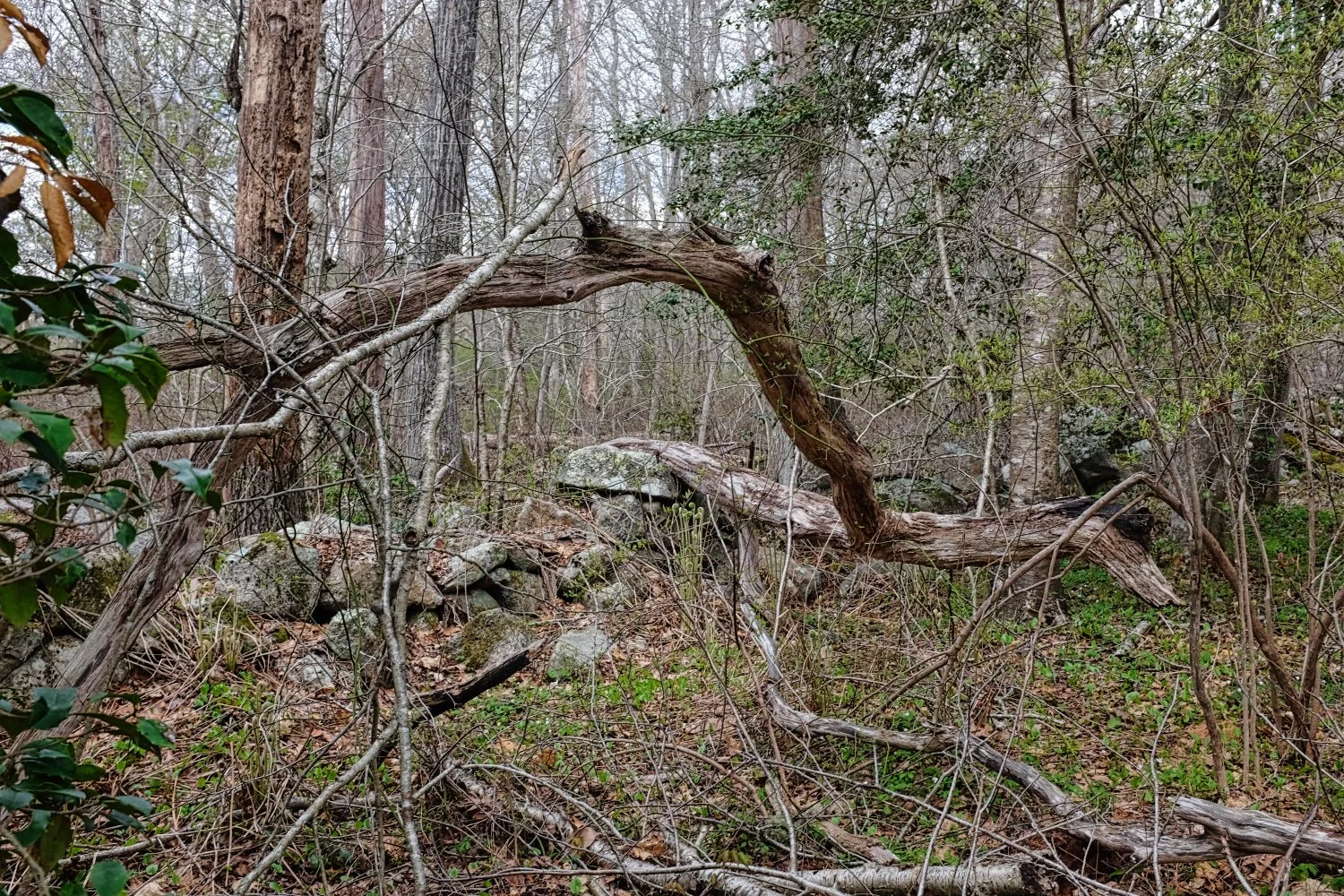 A fallen tree with twisted branches in a wooded area surrounded by rocks and small plants.