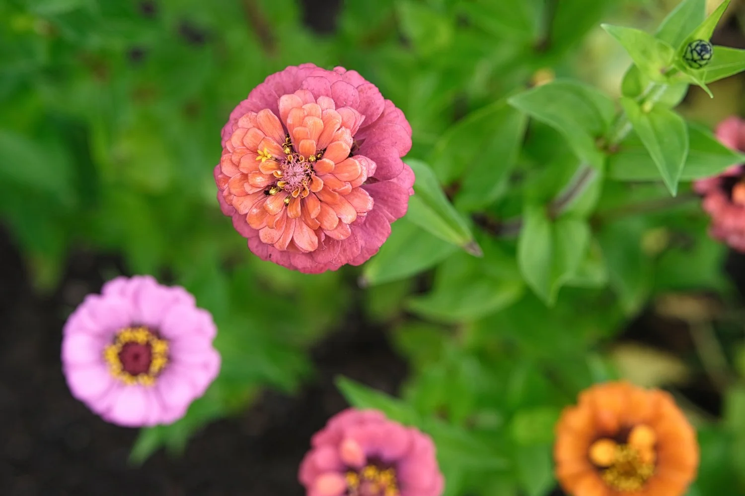Colorful zinnia flowers in pink, orange, and purple with green leaves in a garden.