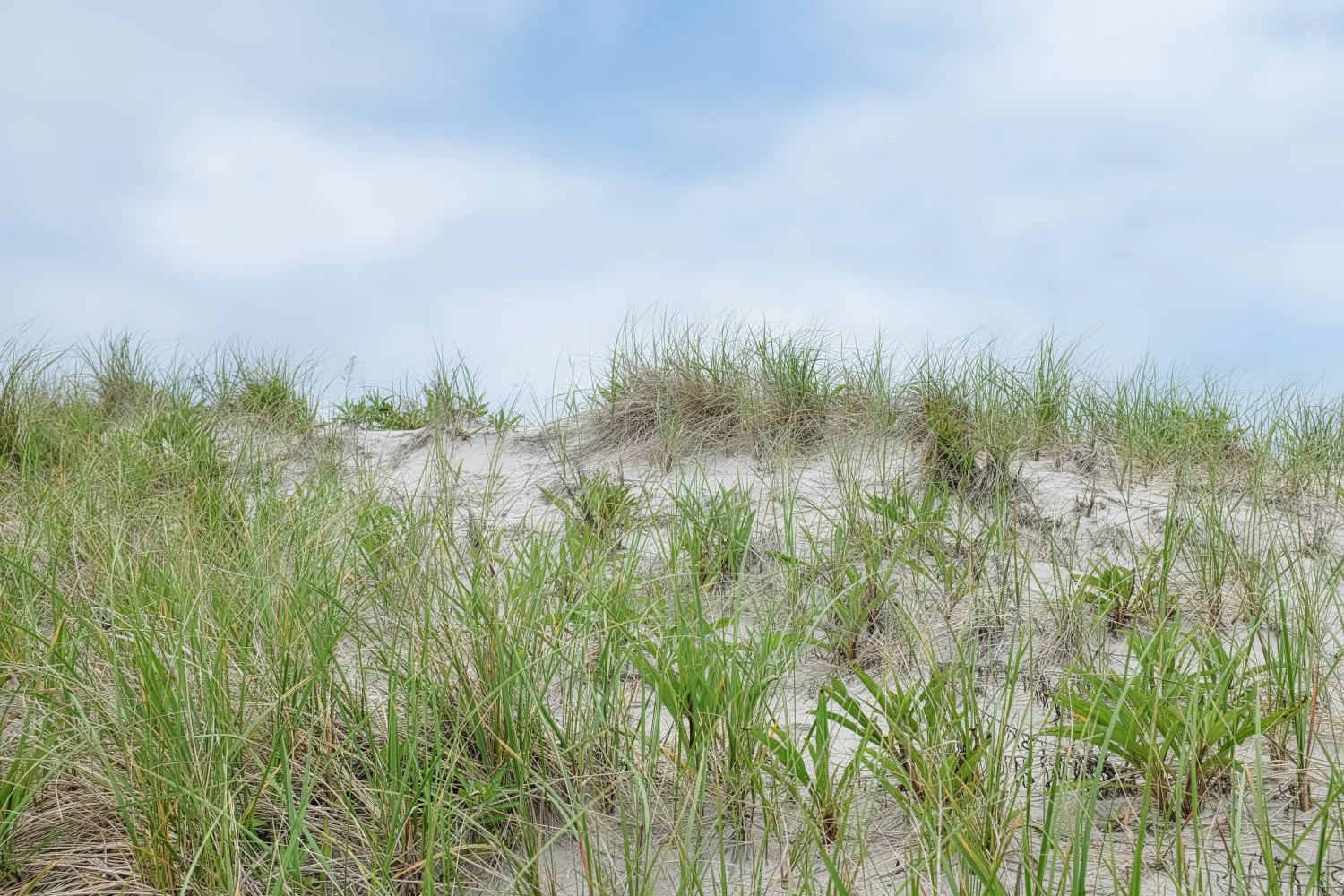 Dune grasses on a sandy hill with a blue sky and light clouds above.
