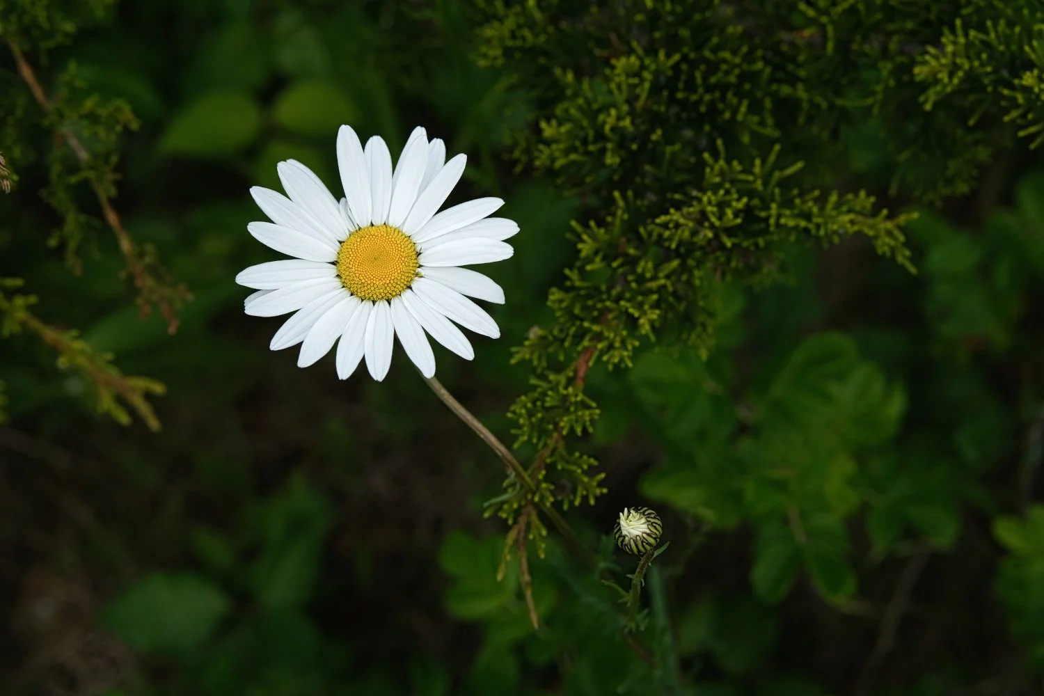 A white daisy with a yellow center surrounded by green leaves and foliage.