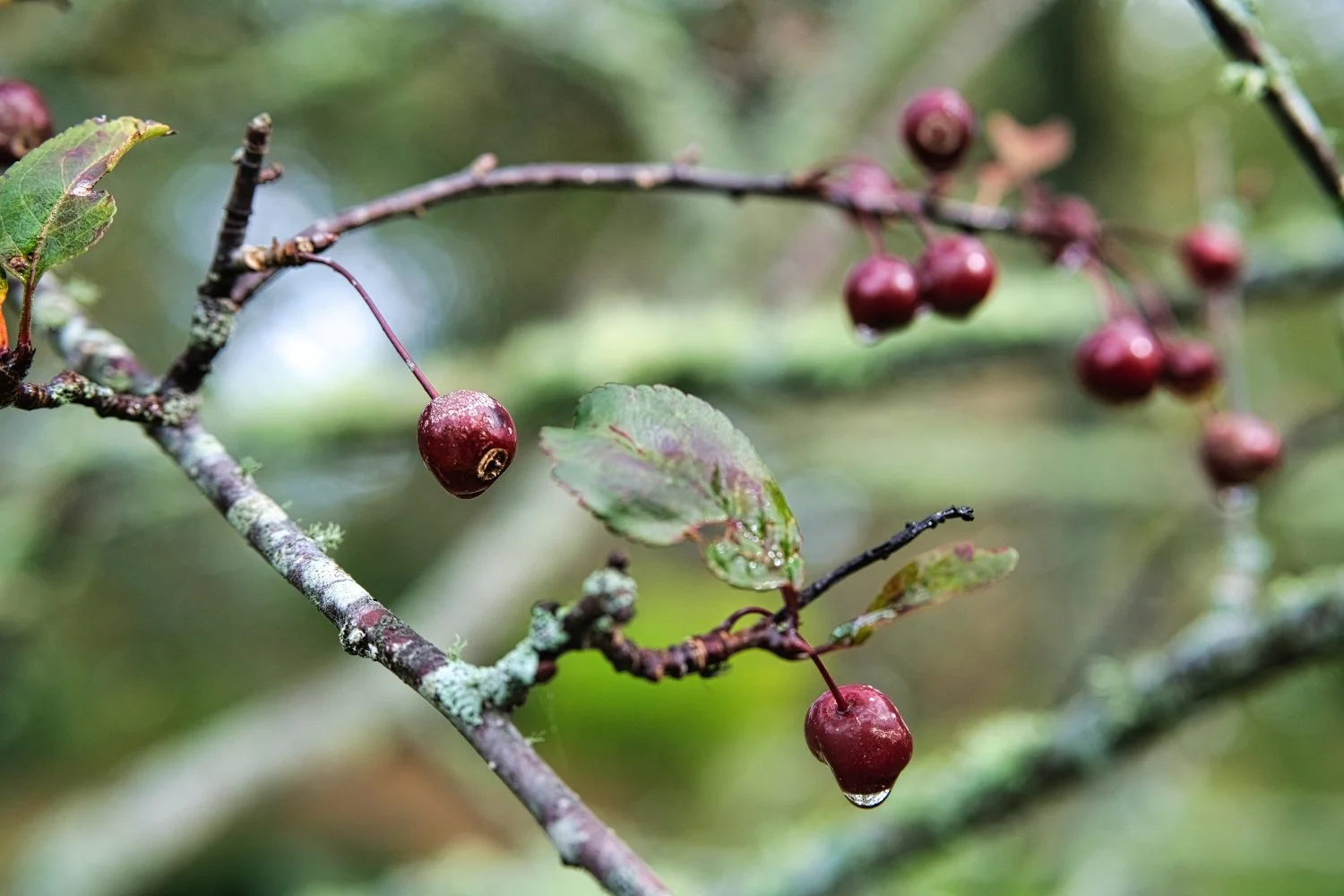 Close-up of small red berries hanging from thin branches with dew drops, surrounded by greenish leaves.
