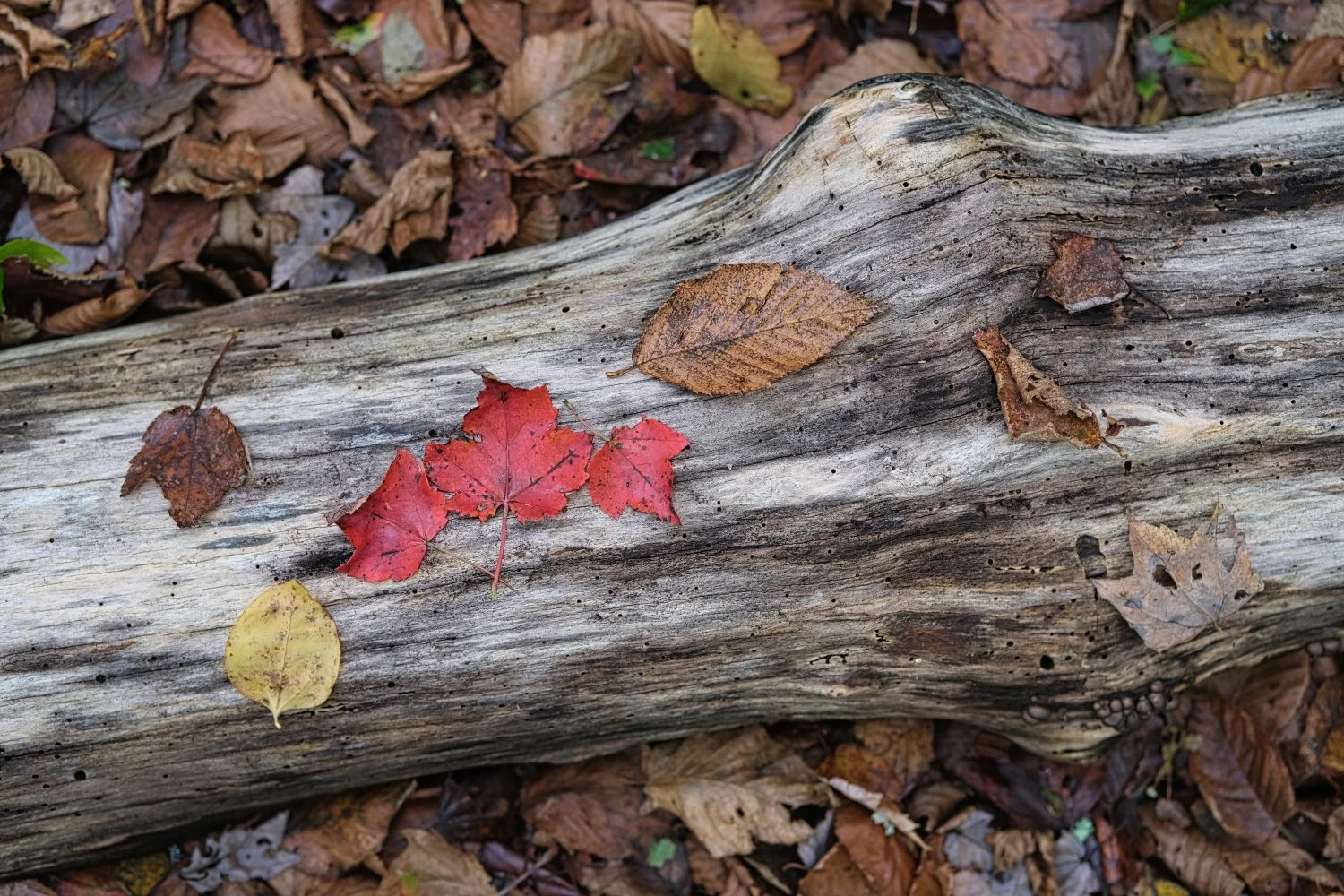 Fallen autumn leaves in red, brown, and yellow colors rest on a weathered tree log surrounded by more leaves on the forest floor.