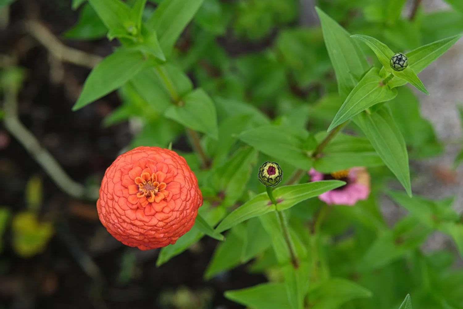 A vibrant orange flower with a spherical, layered petal structure next to two seed pods among green leaves in a garden.