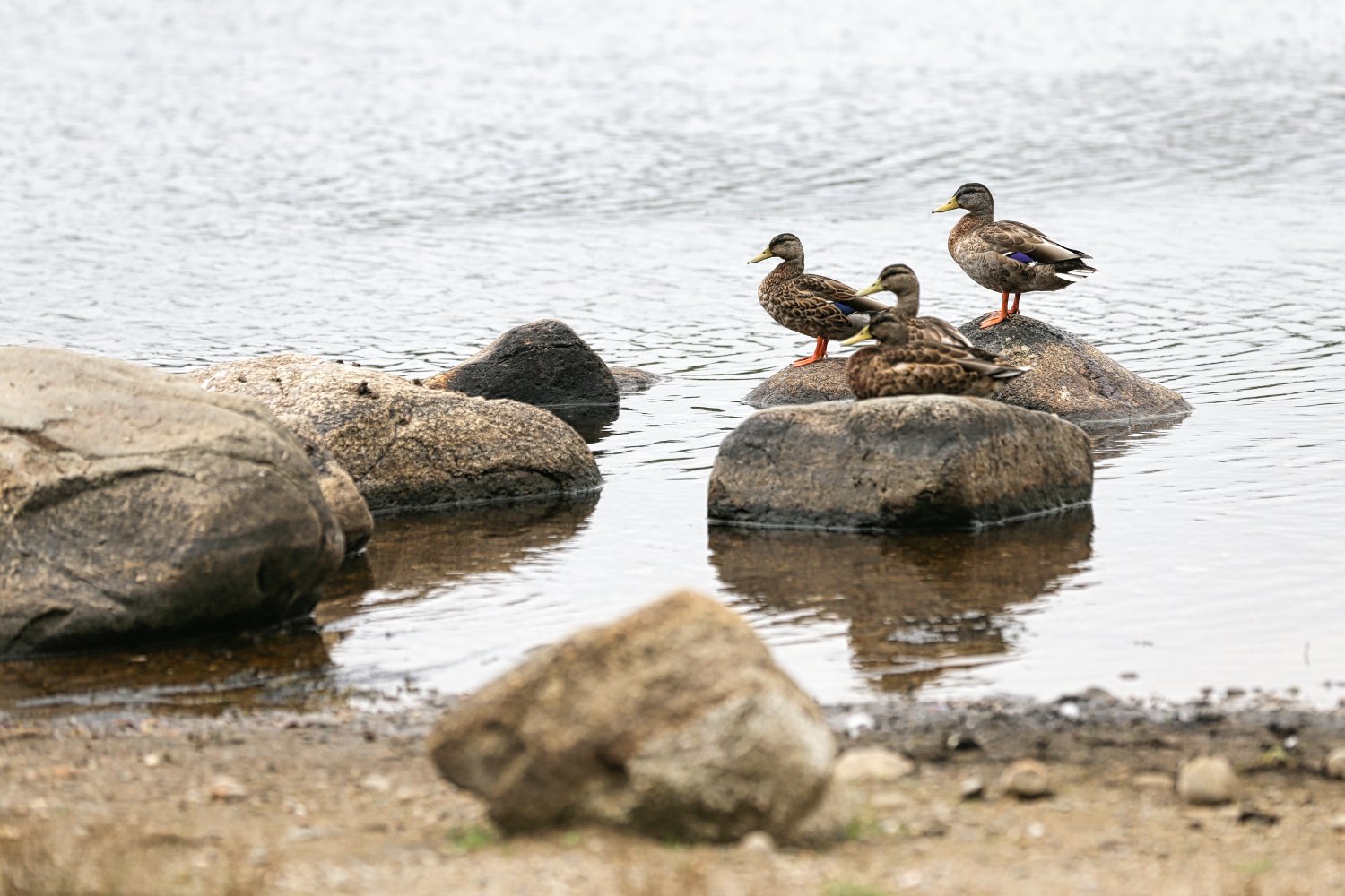 Four ducks perched on rocks in a calm body of water near a sandy shore.