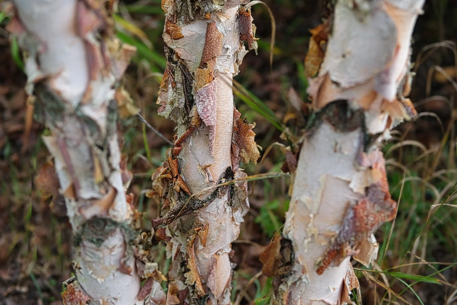 Bark of tree with numerous small insects, possibly beetles or larvae, climbing on the surface amidst some green grass and twigs.