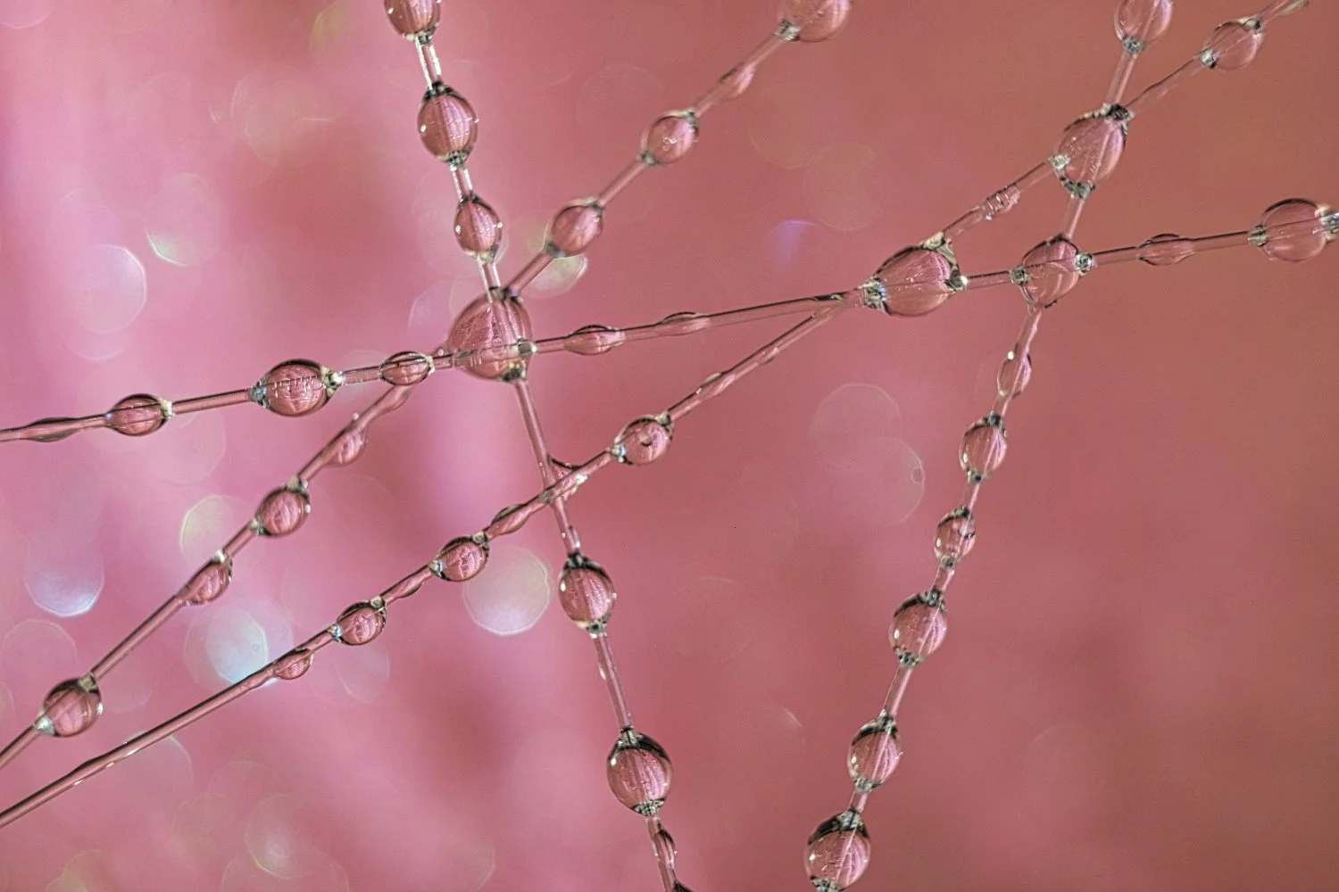 Close-up of spider silk with dew drops on pink background.
