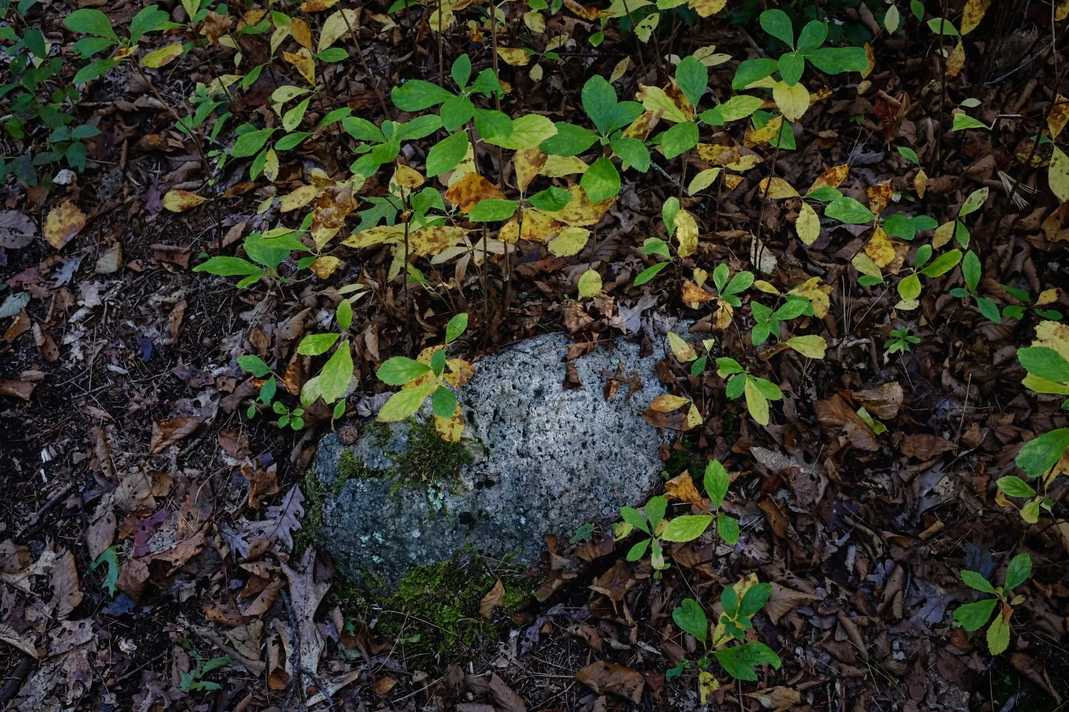 A small gray rock surrounded by fallen brown leaves and green plants with some yellowing leaves, all on forest ground.