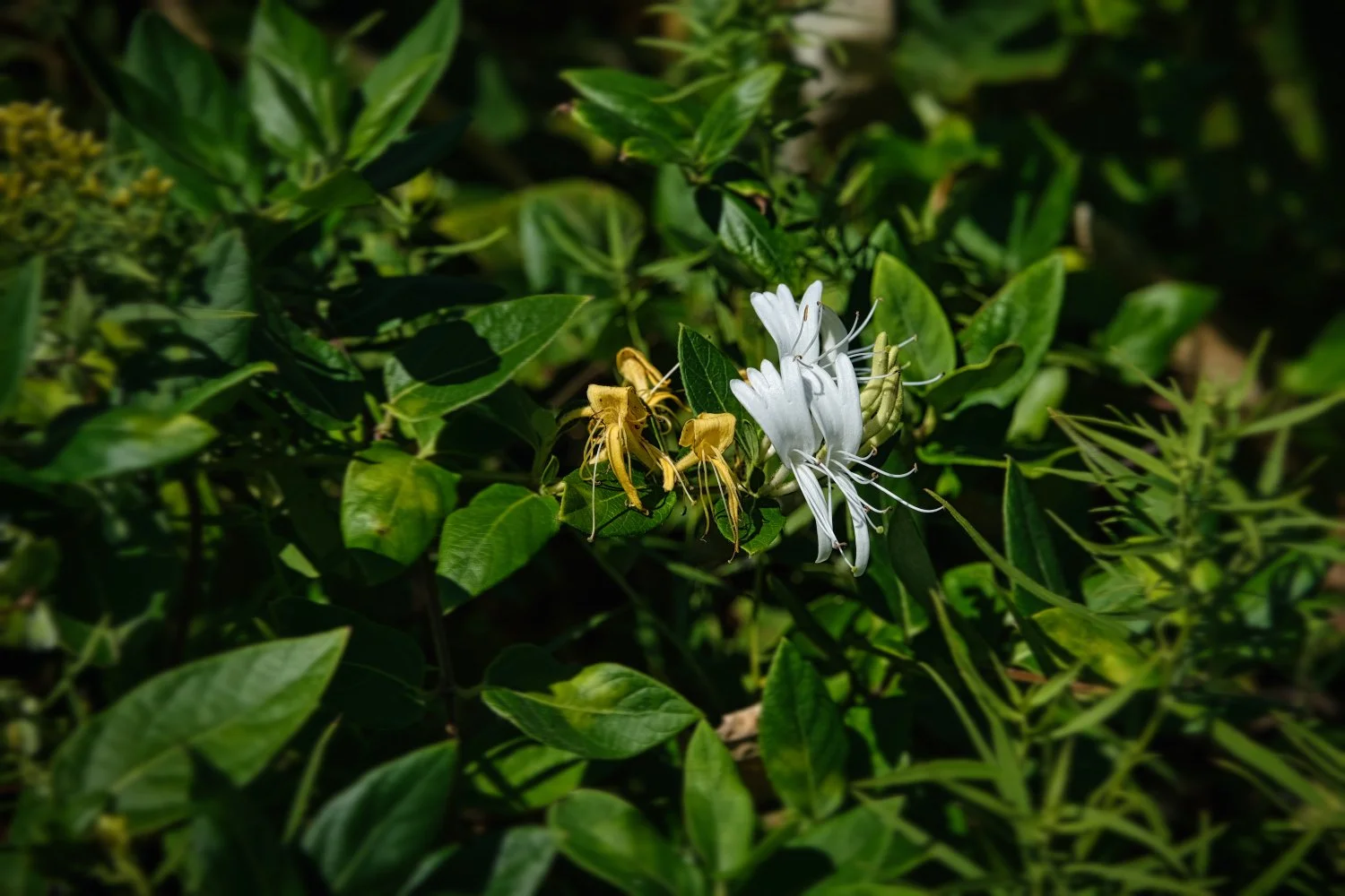White and yellow flowers among green leaves.