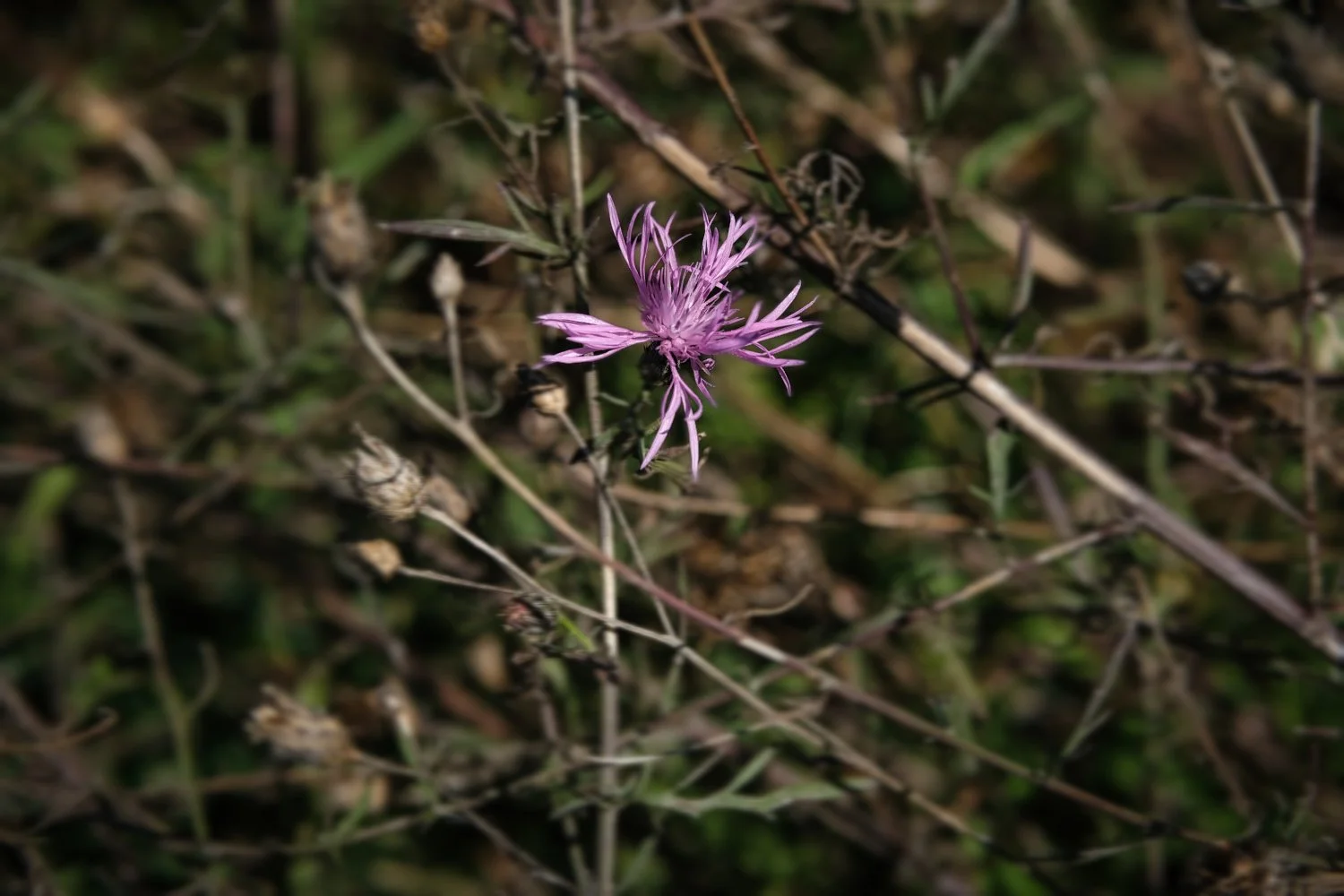 A close-up of a pinkish purple wildflower with thin, spiky petals surrounded by dry grass and twigs.