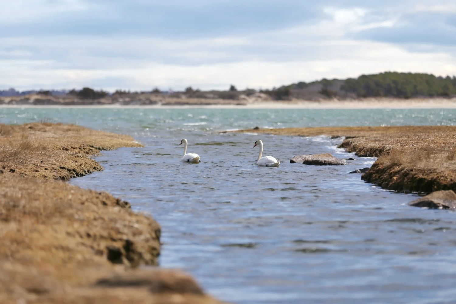 Two white swans swimming in a calm lake with rocks along the shoreline, under a cloudy sky.